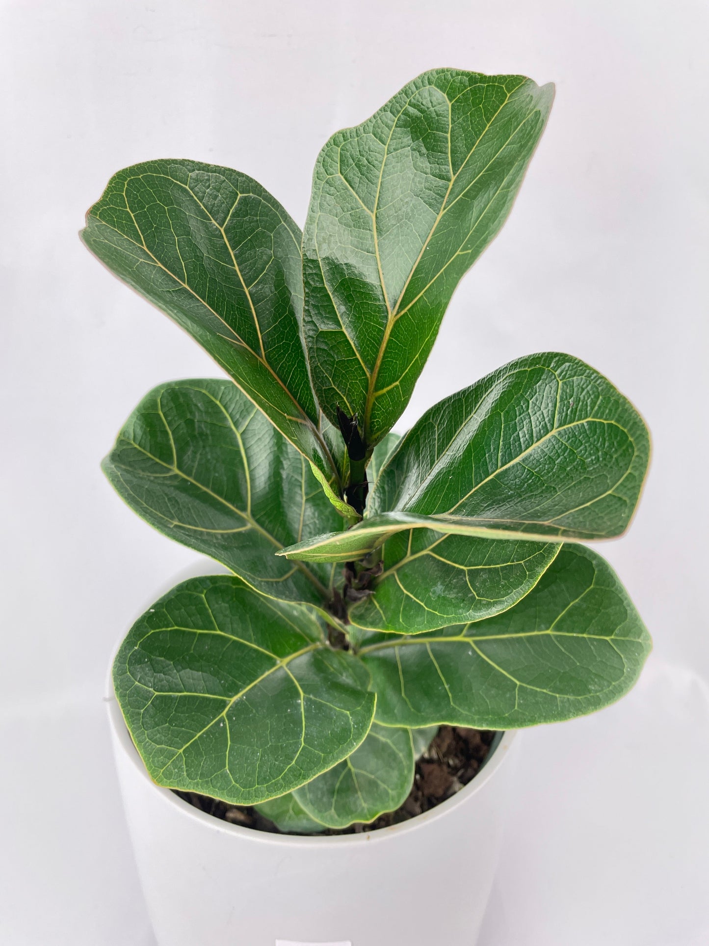 Fiddle Leaf Fig Ficus Lyrata by Bumble Plants