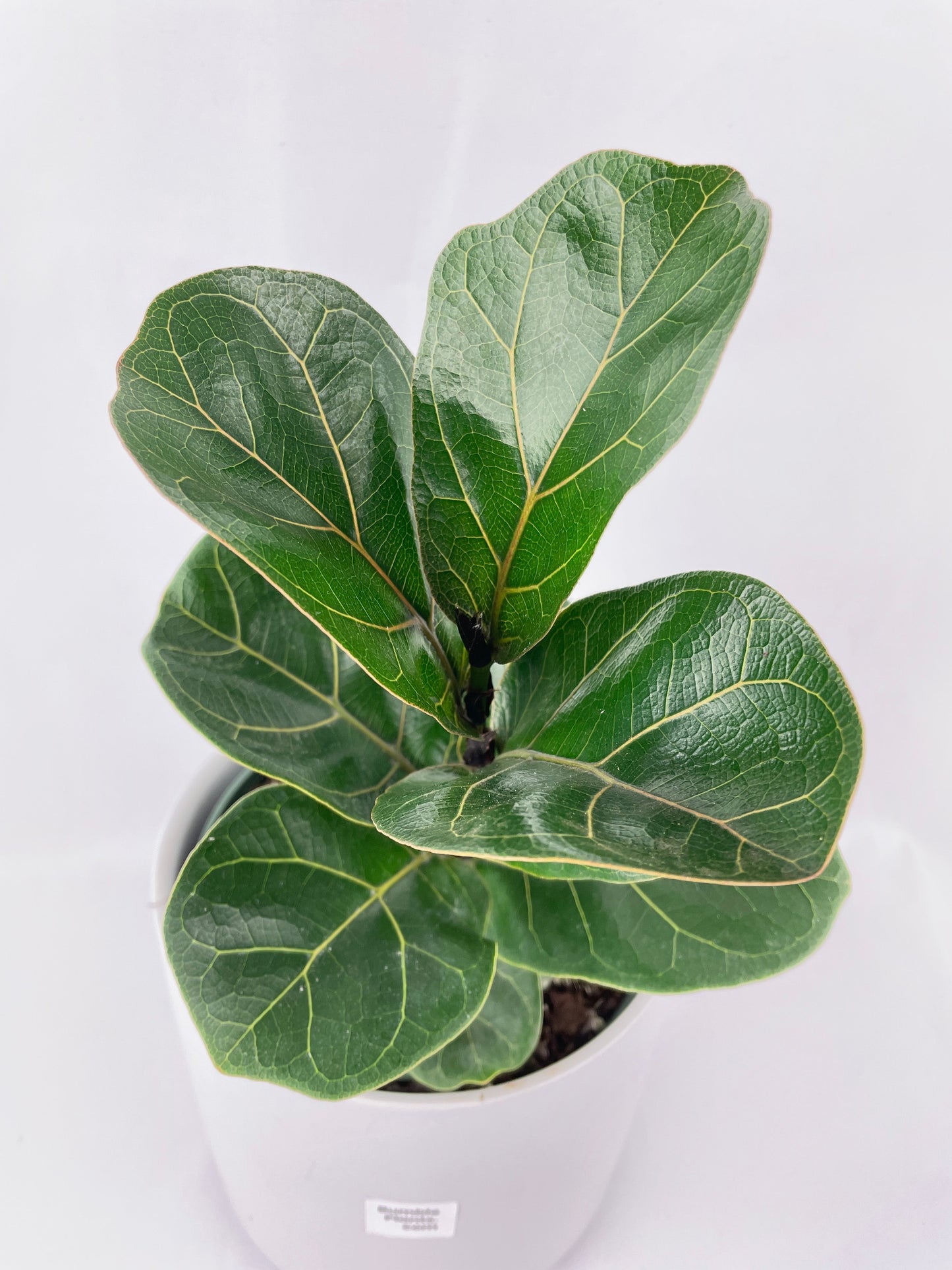 Fiddle Leaf Fig Ficus Lyrata by Bumble Plants