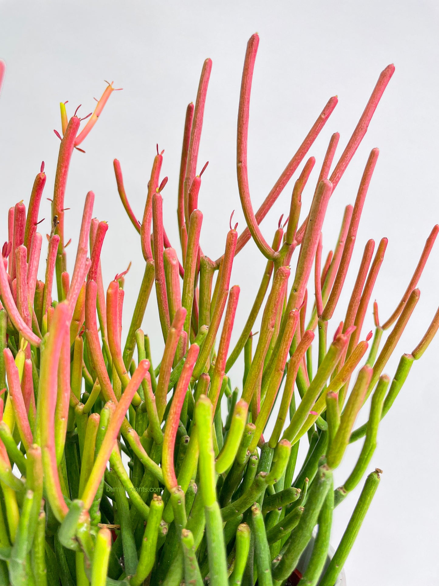 Firestick Pencil Cactus Euphorbia Tirucalli Succulent by Bumble Plants