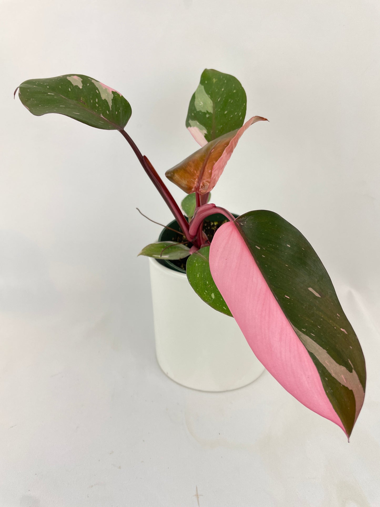 Philodendron Pink Princess by Bumble Plants