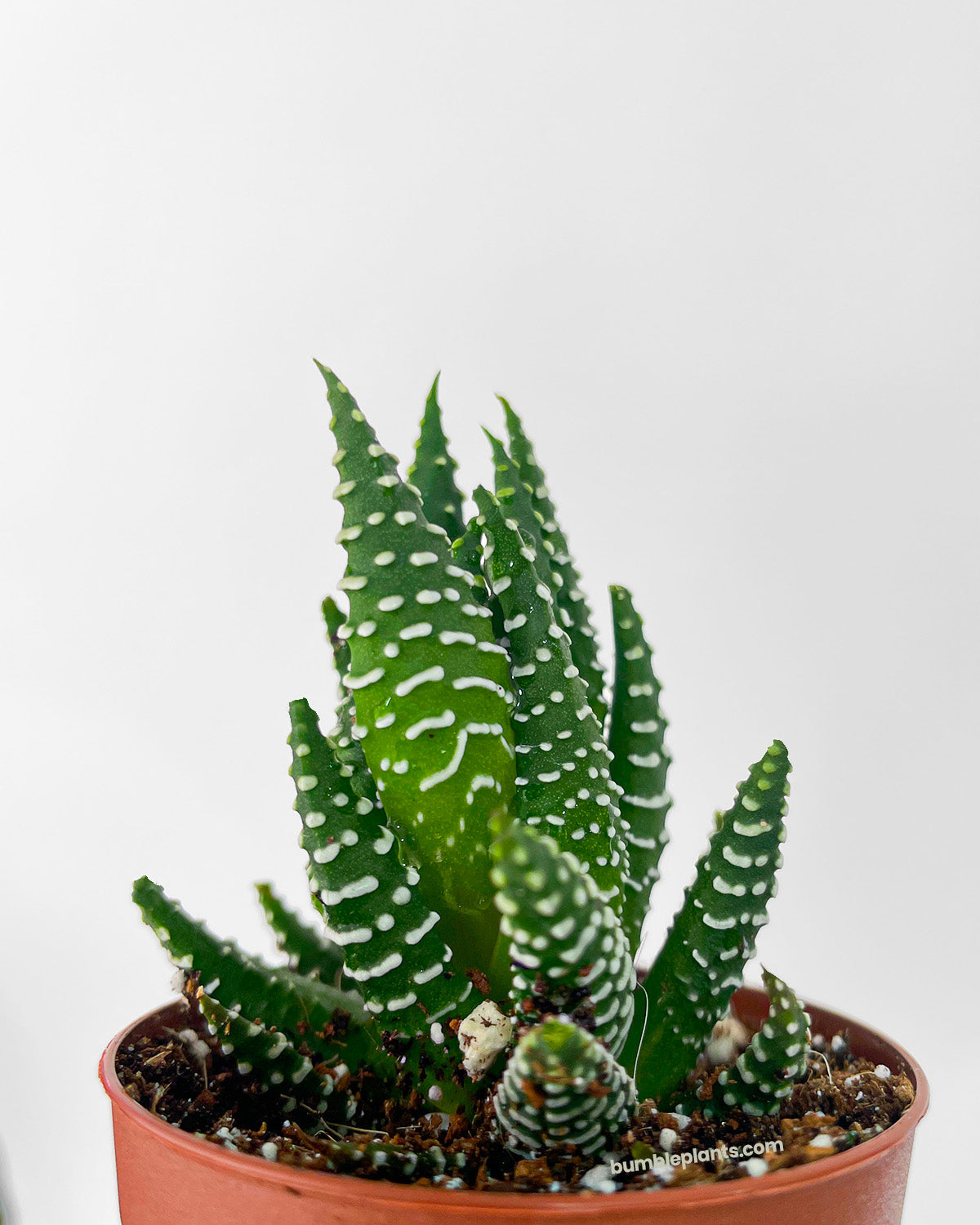 Haworthia Zebra Succulent by Bumble Plants