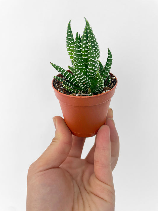 Haworthia Zebra Succulent by Bumble Plants