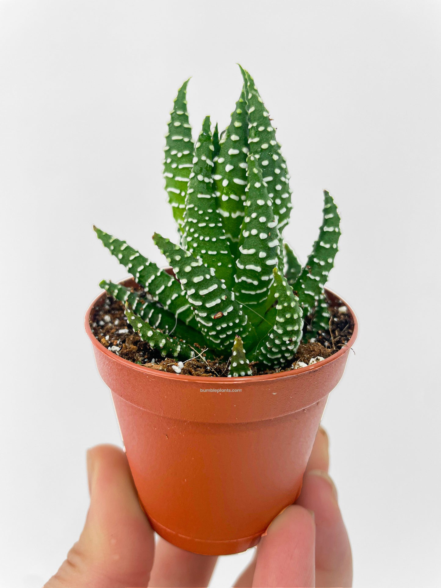 Haworthia Zebra Succulent by Bumble Plants