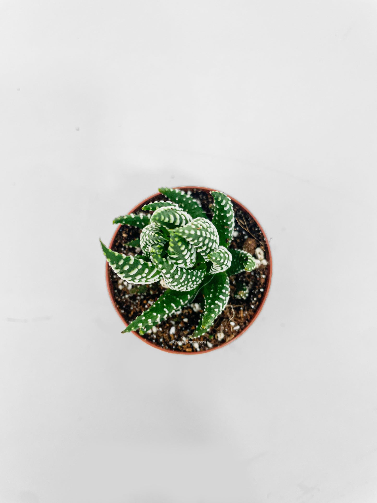 Haworthia Zebra Succulent by Bumble Plants