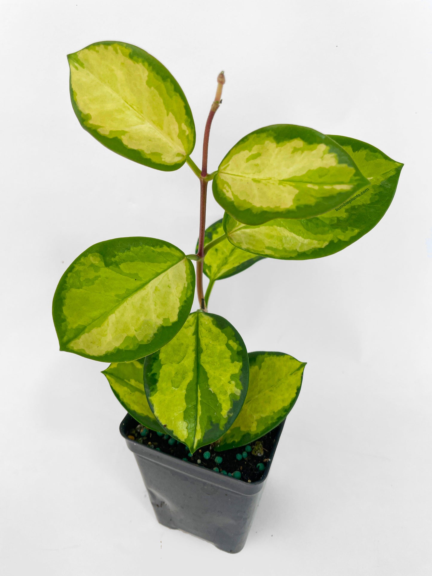 Hoya Australis Lisa by Bumble Plants