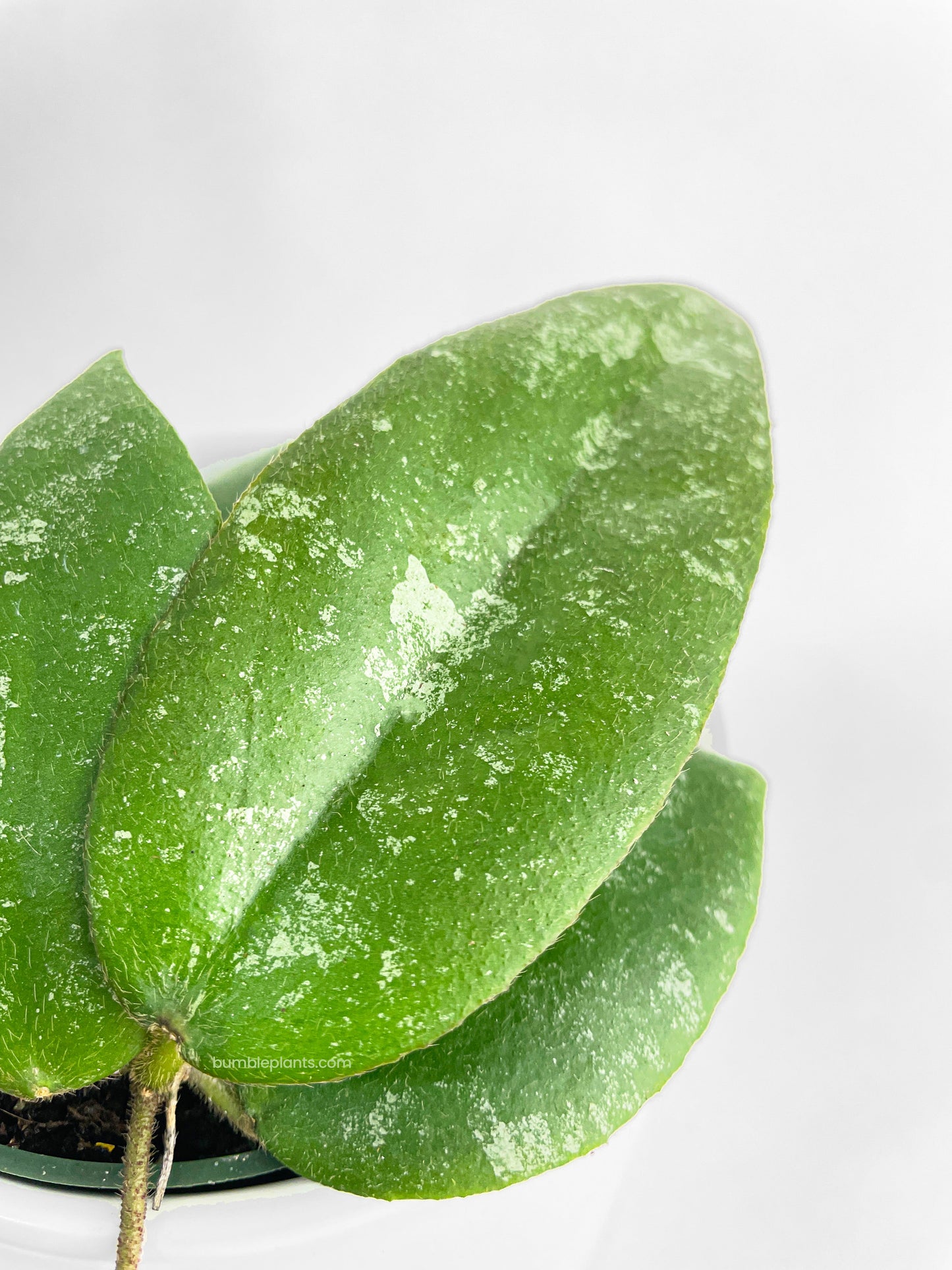 Hoya Caudata Sumatra by Bumble Plants