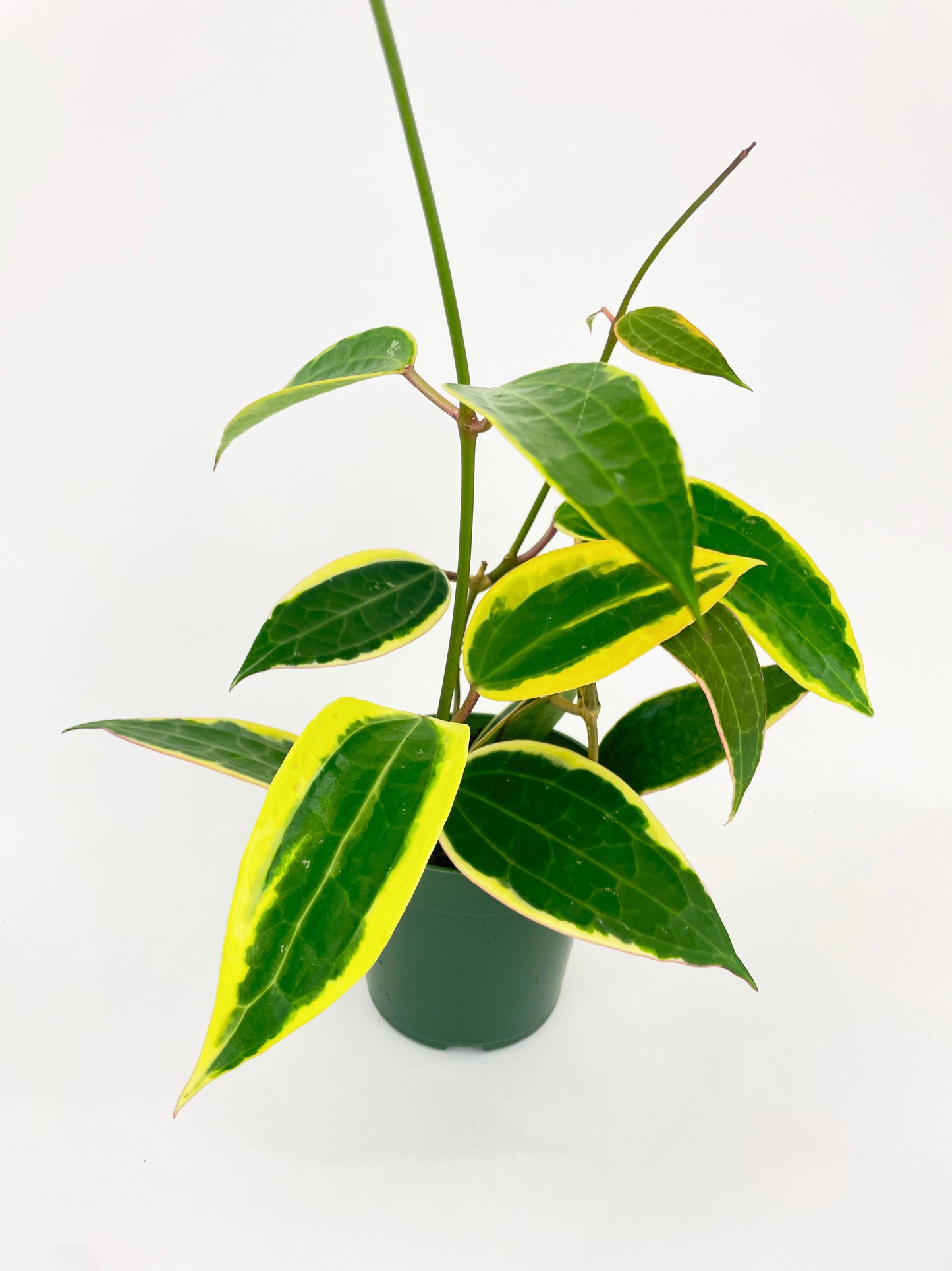 Variegated Hoya Macrophylla Albo by Bumble Plants