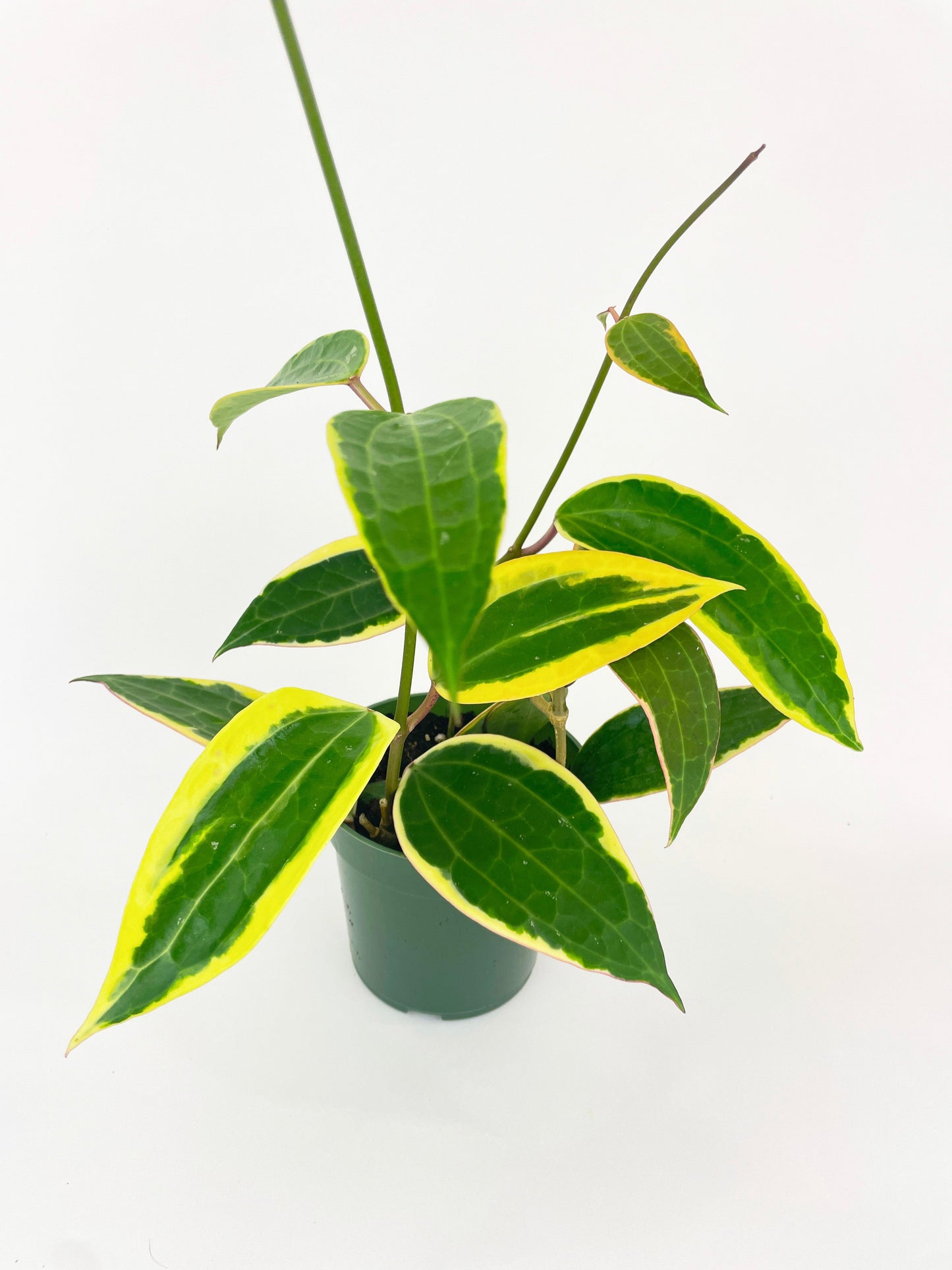 Variegated Hoya Macrophylla Albo by Bumble Plants