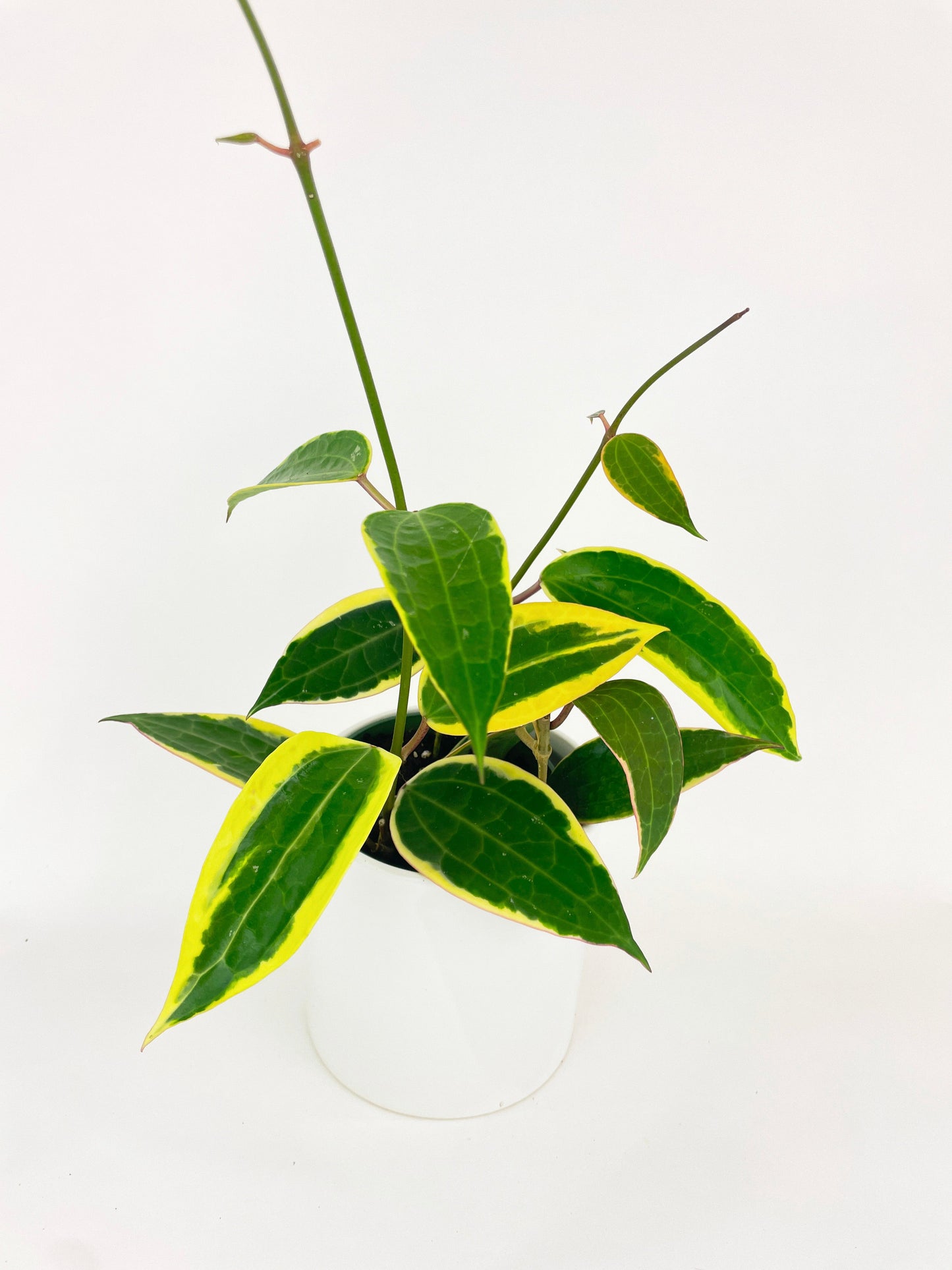 Variegated Hoya Macrophylla Albo by Bumble Plants