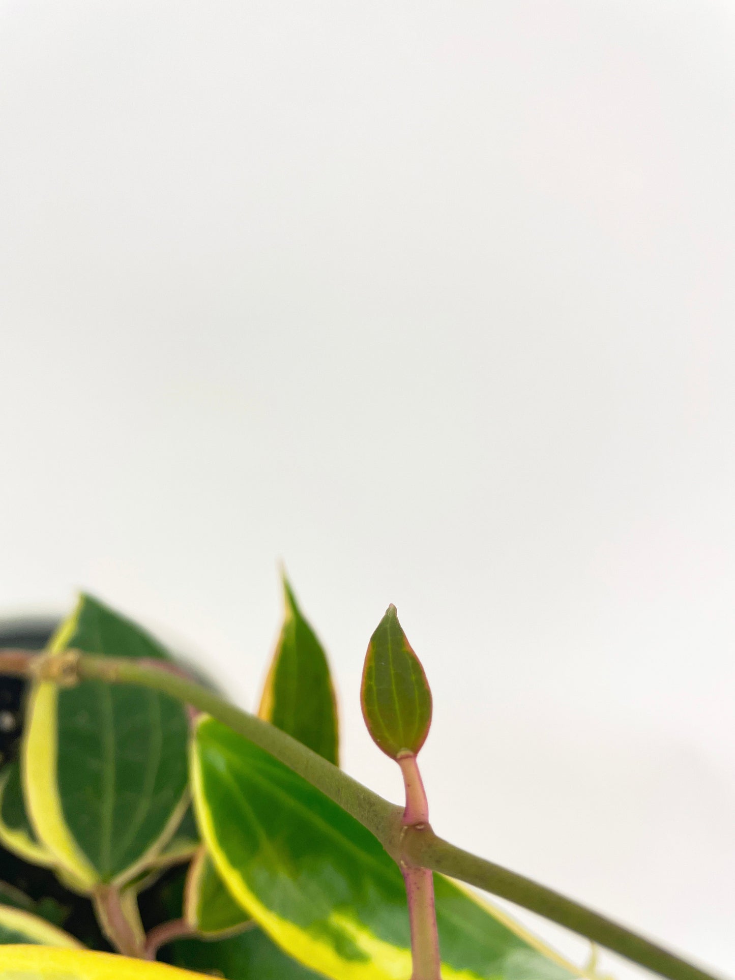 Variegated Hoya Macrophylla Albo by Bumble Plants