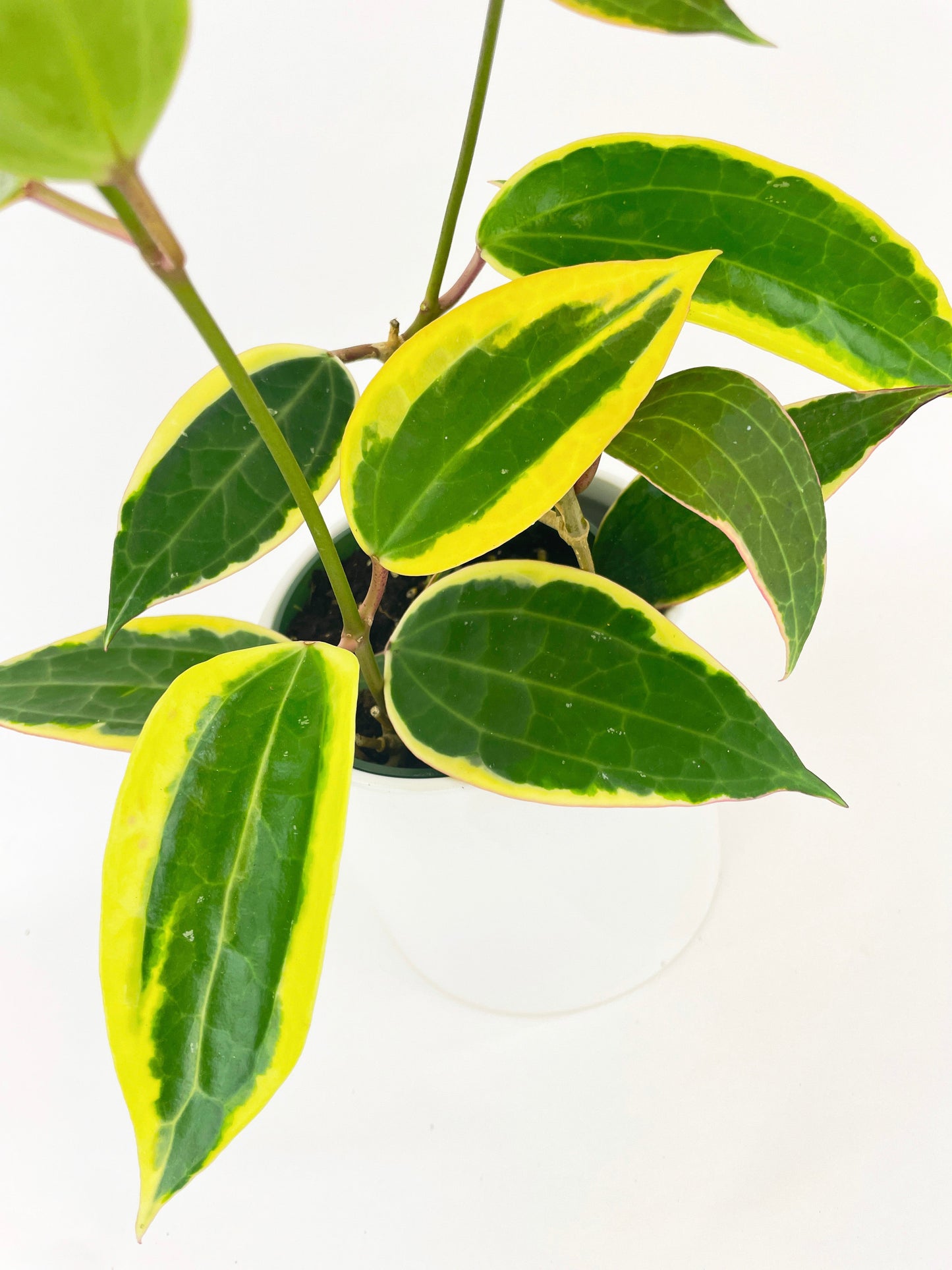 Variegated Hoya Macrophylla Albo by Bumble Plants