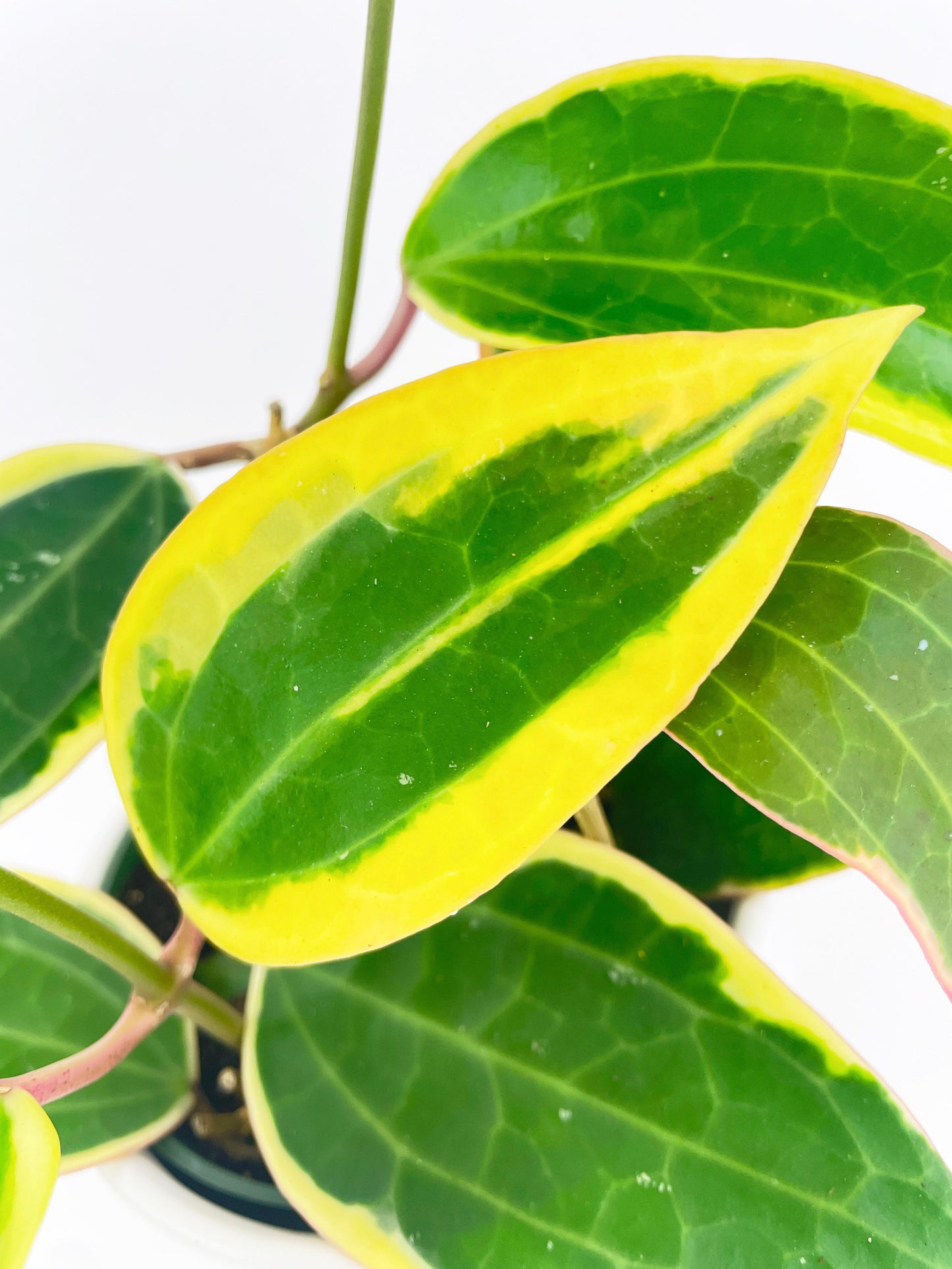 Variegated Hoya Macrophylla Albo by Bumble Plants