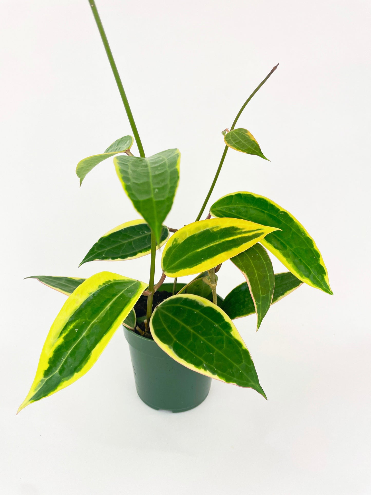 Variegated Hoya Macrophylla Albo by Bumble Plants