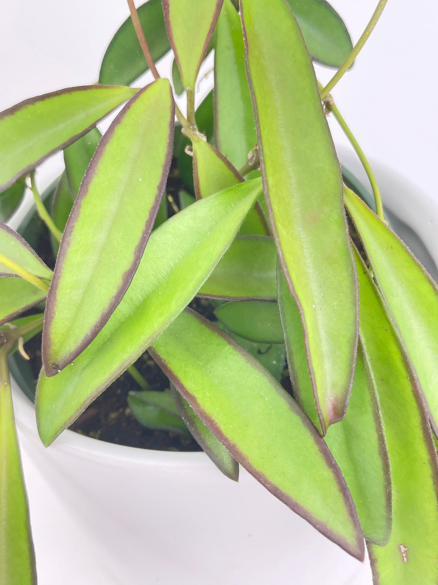 Hoya Wayetii by Bumble Plants