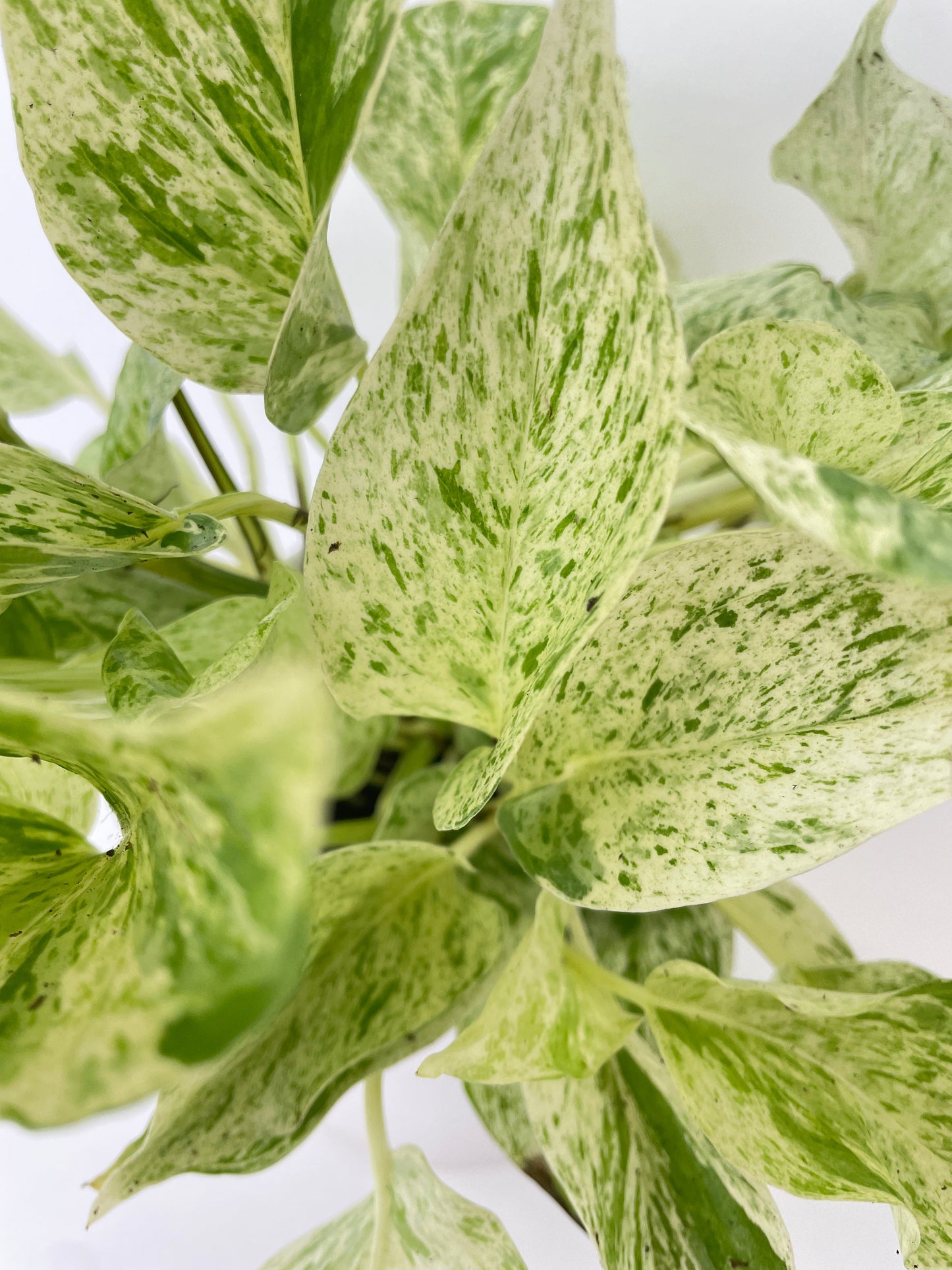 Marble Queen Snow White Pothos by Bumble Plants