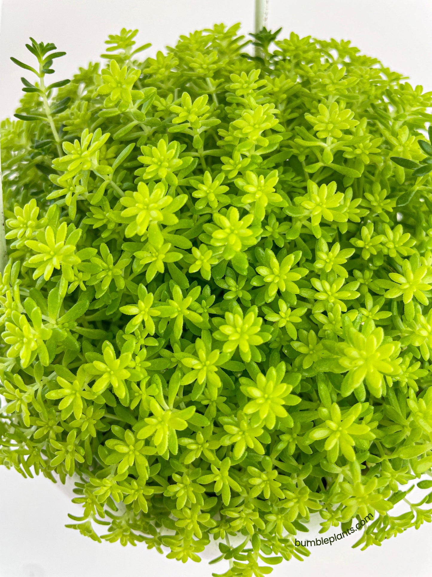 Sedum Japonicum 'Tokyo Sun' (Tokyo Sun Stonecrop) by Bumble Plants