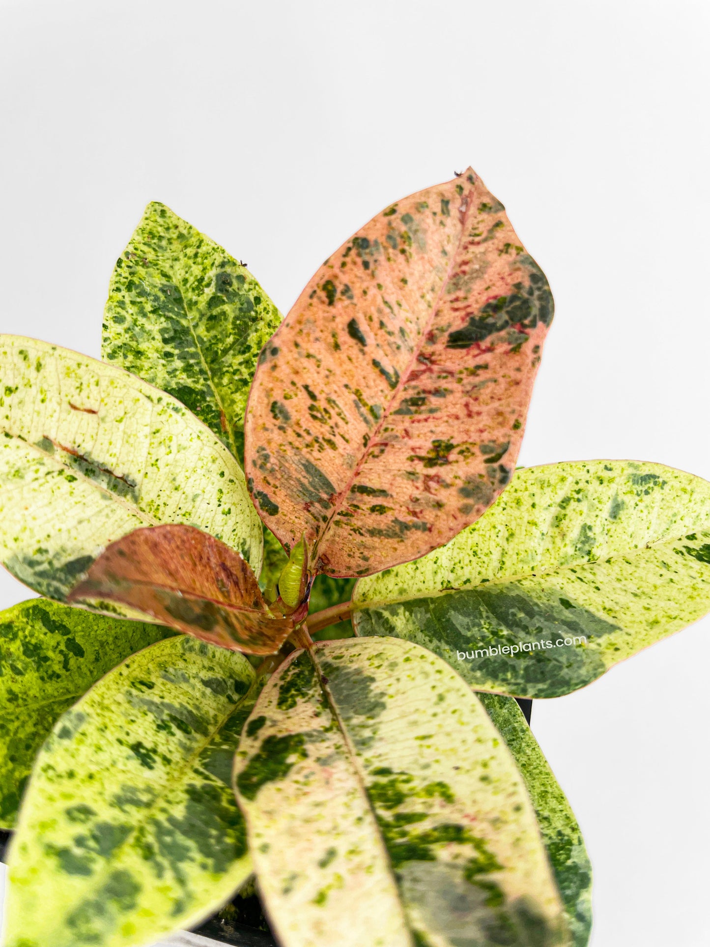 Ficus Elastica Shivereana "Moonshine" by Bumble Plants