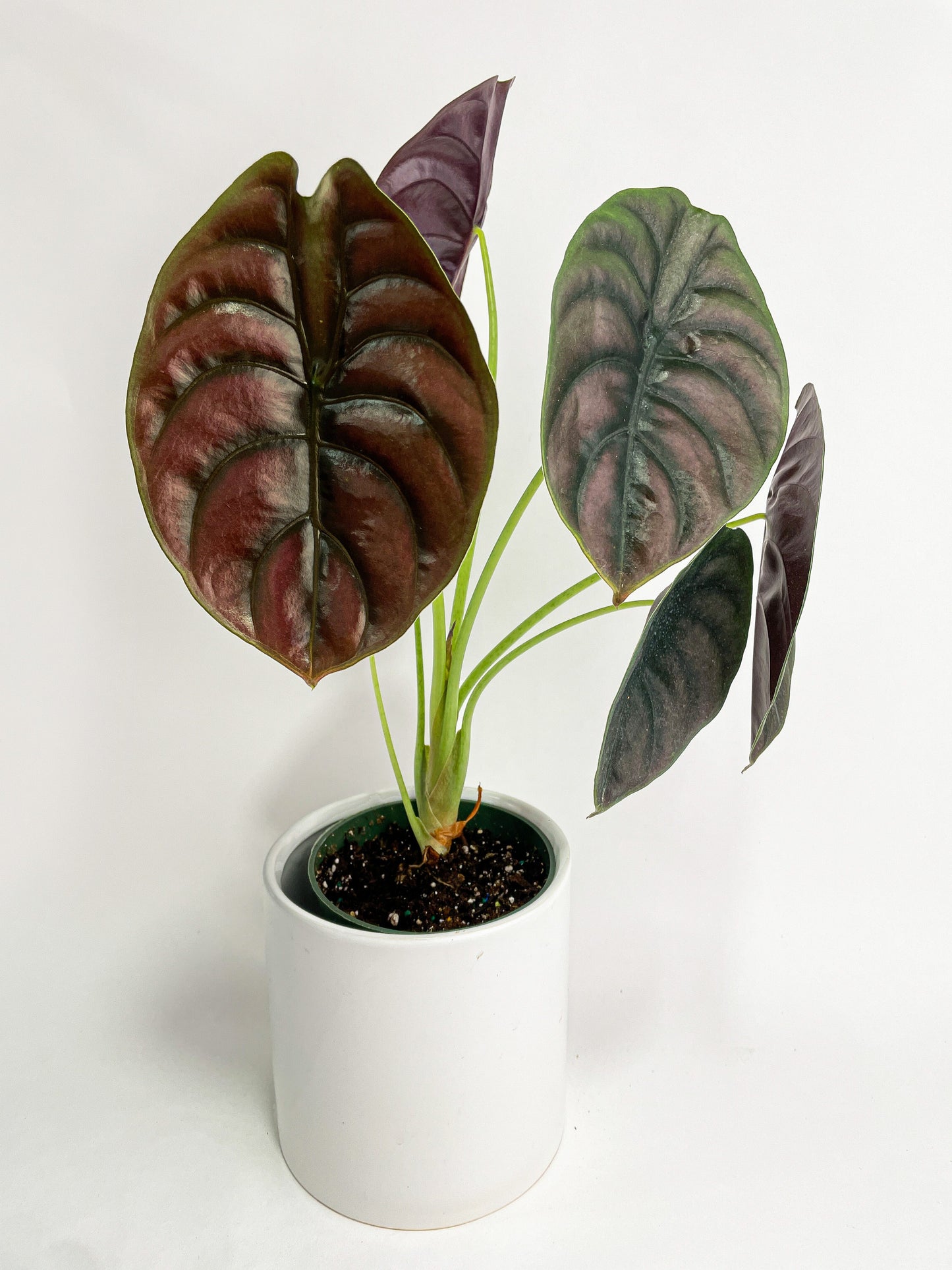 Alocasia Cuprea Red Secret Jewel by Bumble Plants