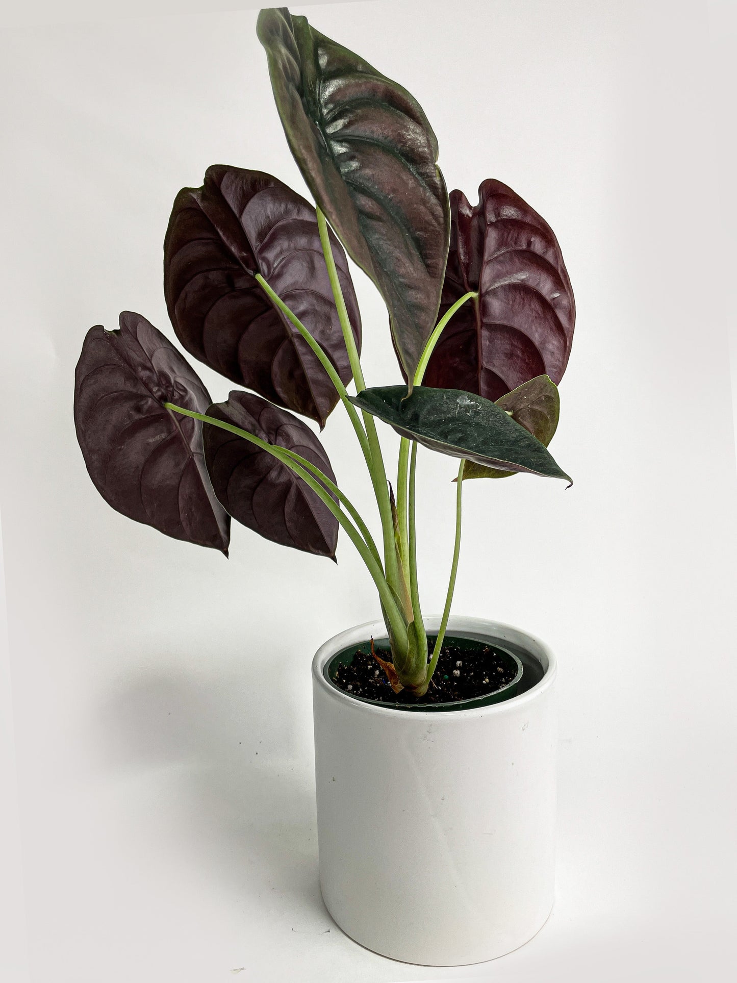 Alocasia Cuprea Red Secret Jewel by Bumble Plants