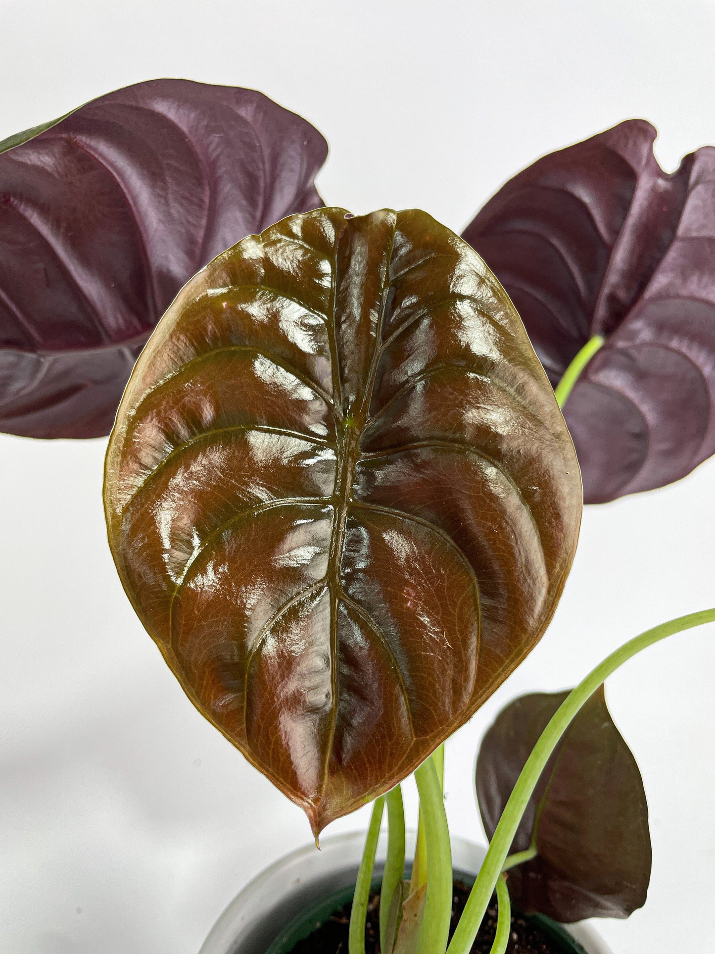 Alocasia Cuprea Red Secret Jewel by Bumble Plants