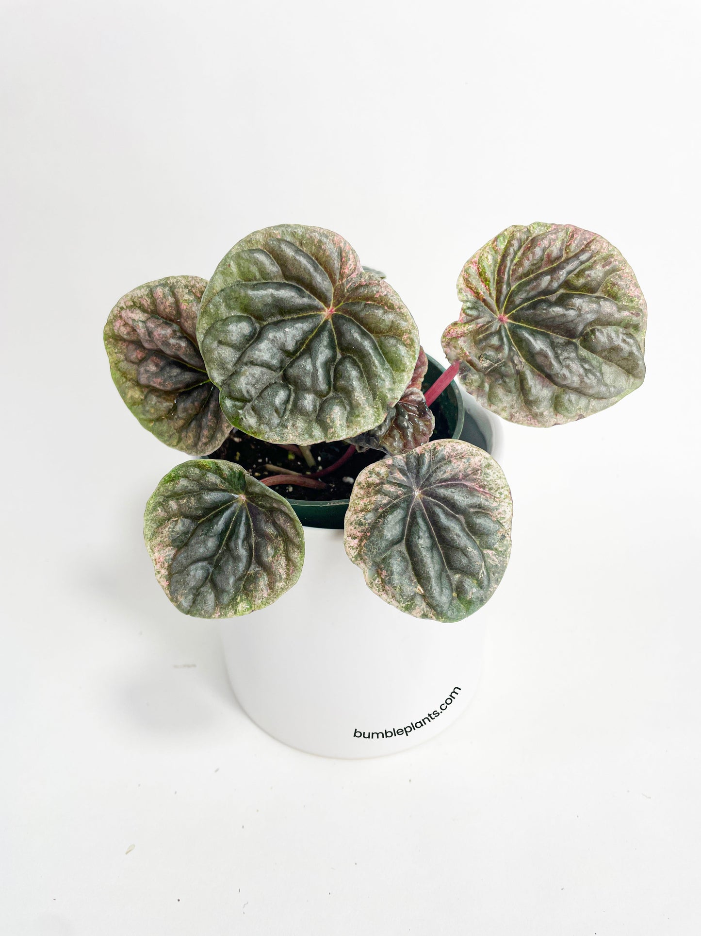 Peperomia Caperata 'Abricos' by Bumble Plants