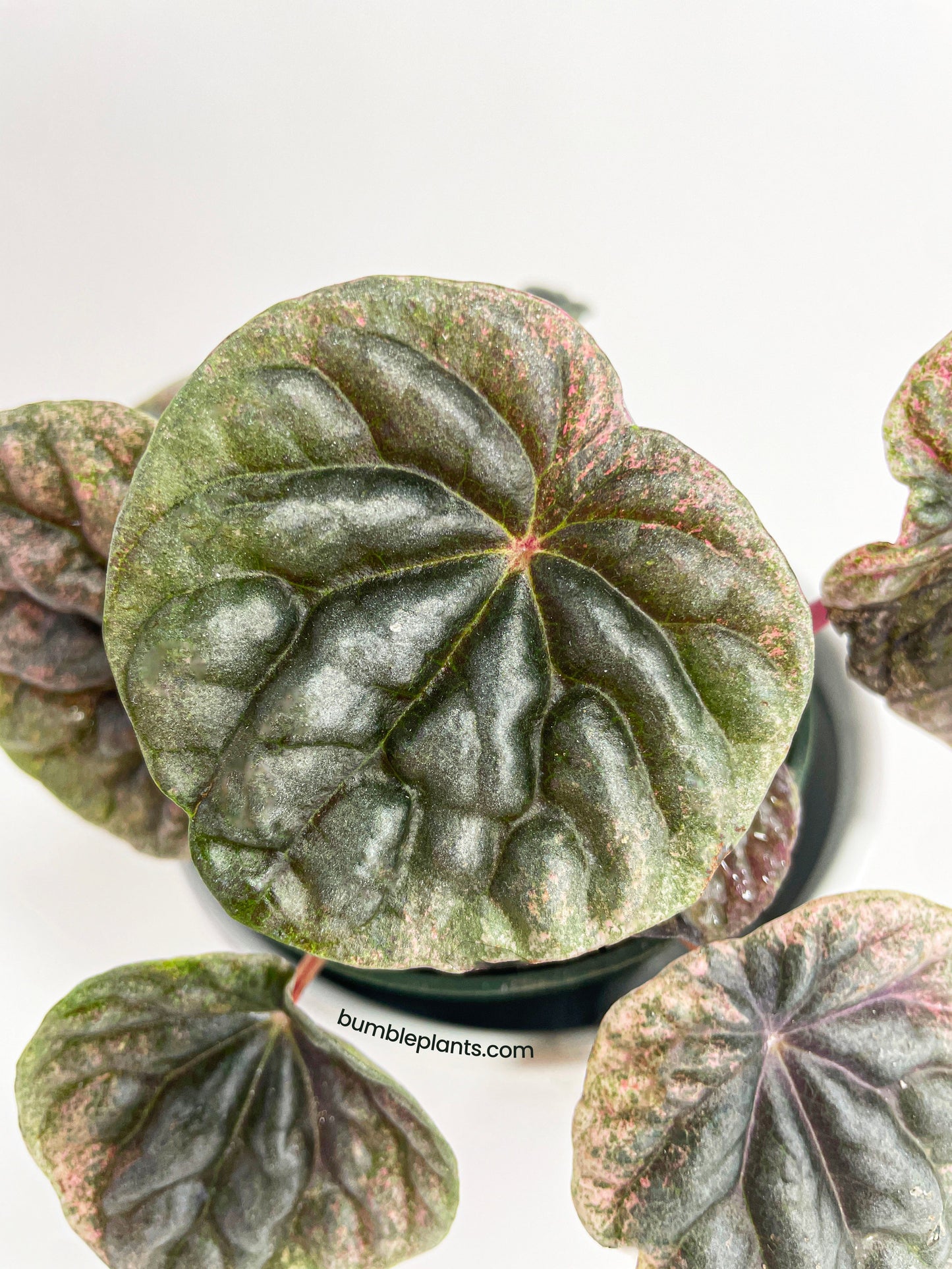 Peperomia Caperata 'Abricos' by Bumble Plants