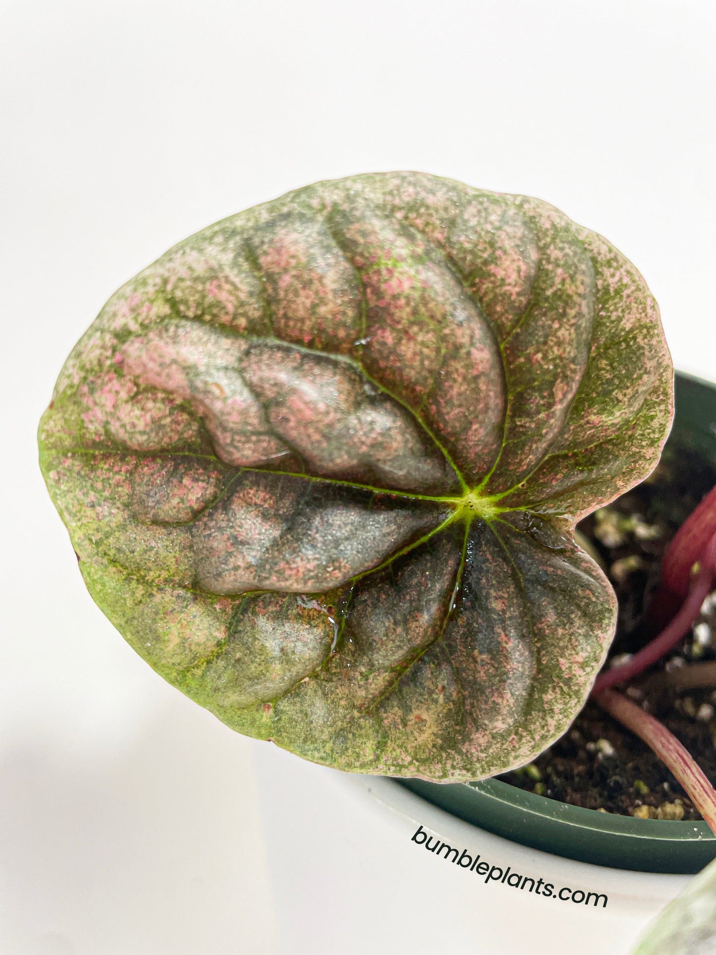 Peperomia Caperata 'Abricos' by Bumble Plants