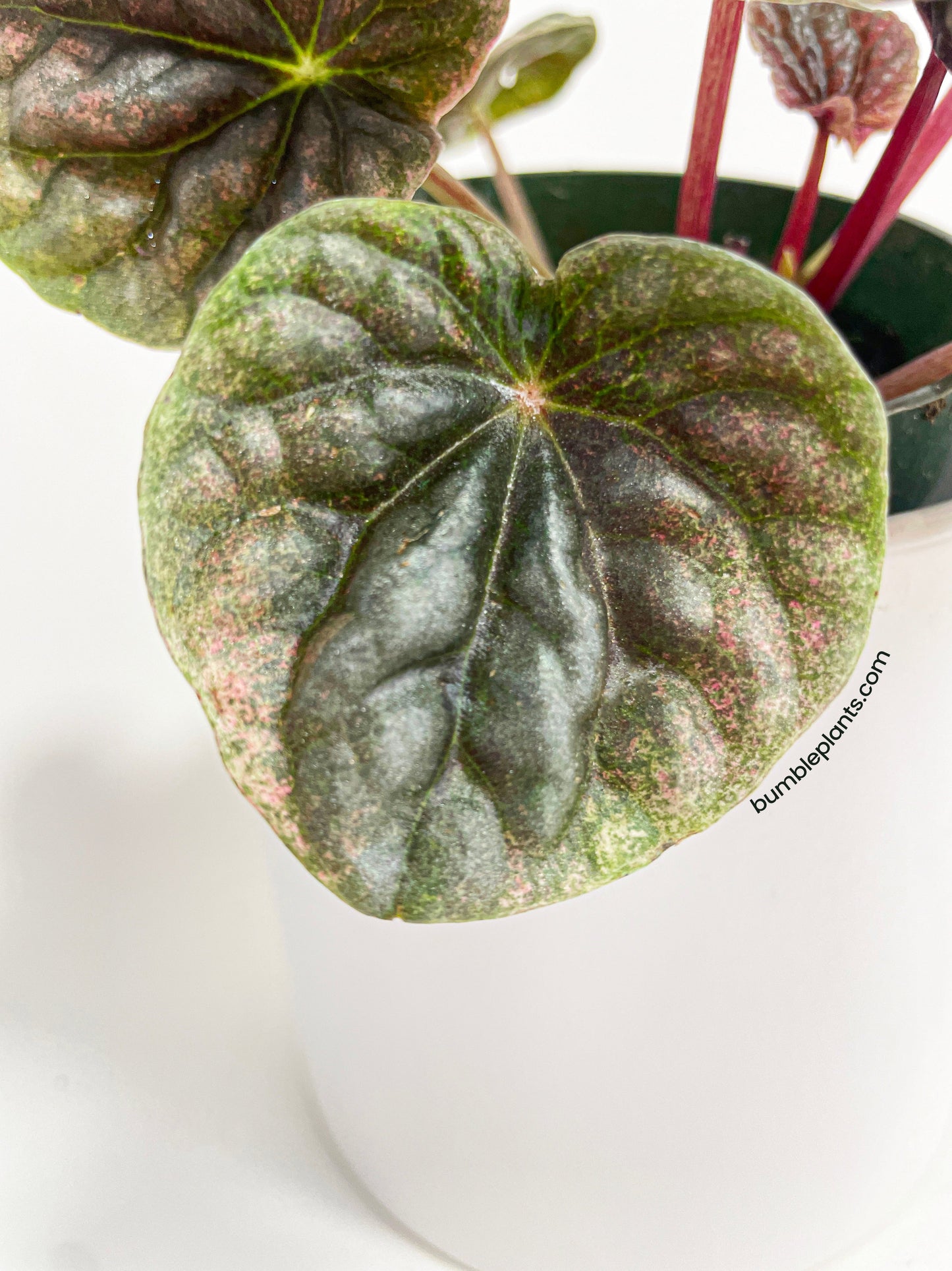 Peperomia Caperata 'Abricos' by Bumble Plants