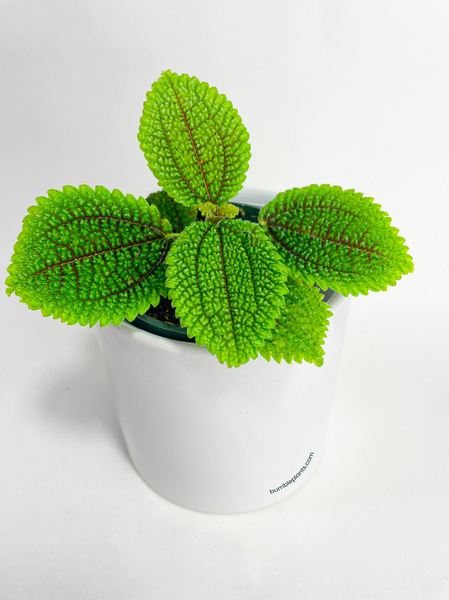 Pilea 'Moon Valley' Involucrata by Bumble Plants