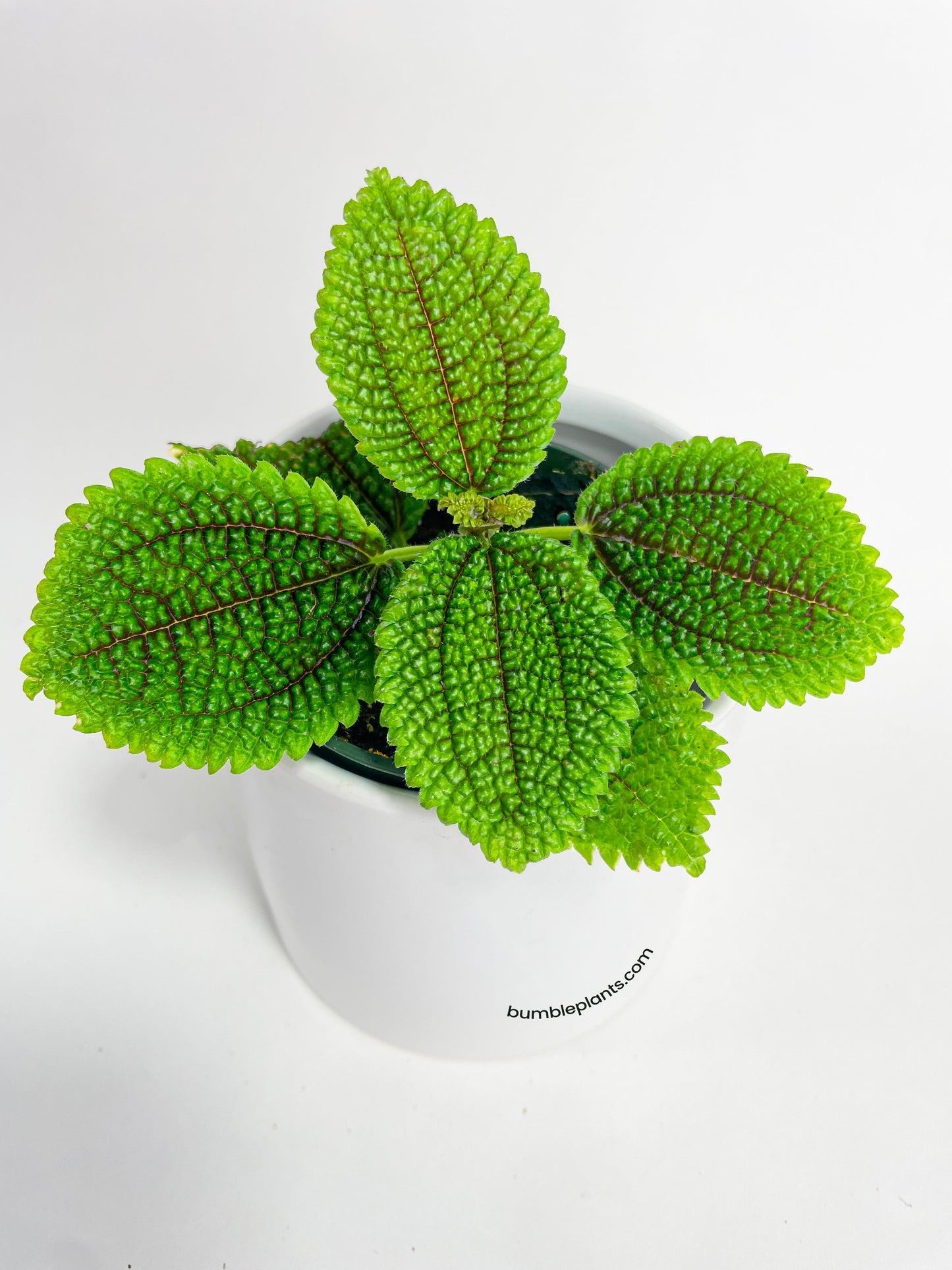 Pilea 'Moon Valley' Involucrata by Bumble Plants