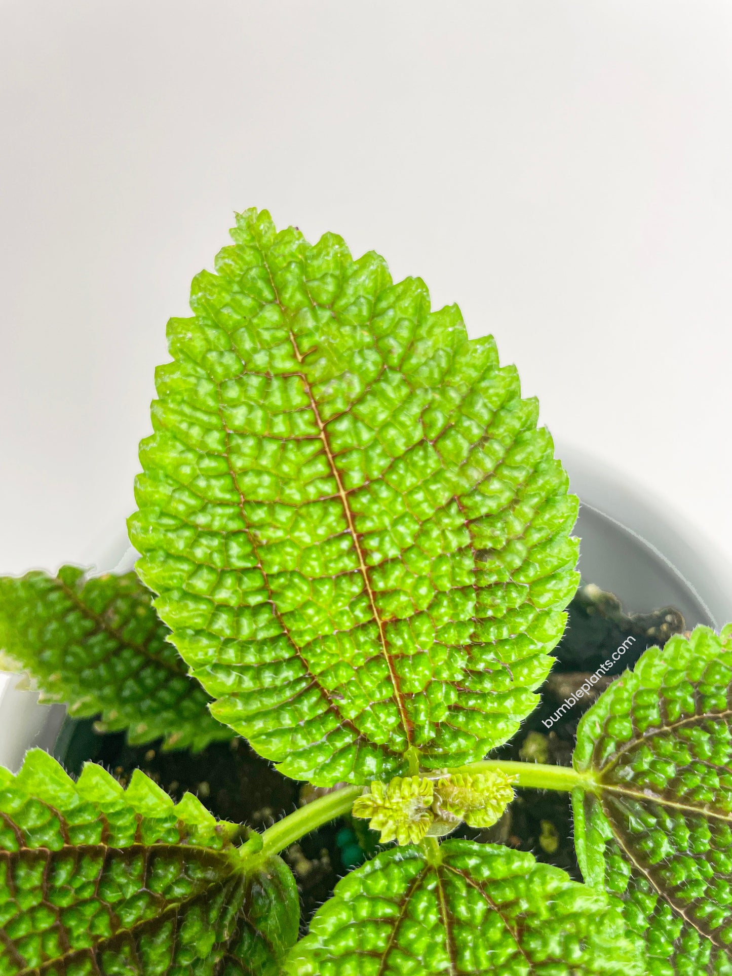 Pilea 'Moon Valley' Involucrata by Bumble Plants