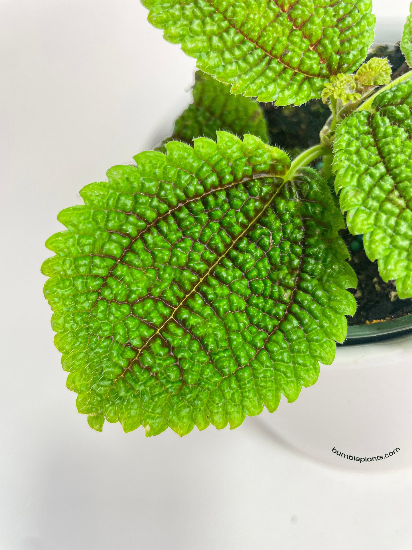 Pilea 'Moon Valley' Involucrata by Bumble Plants