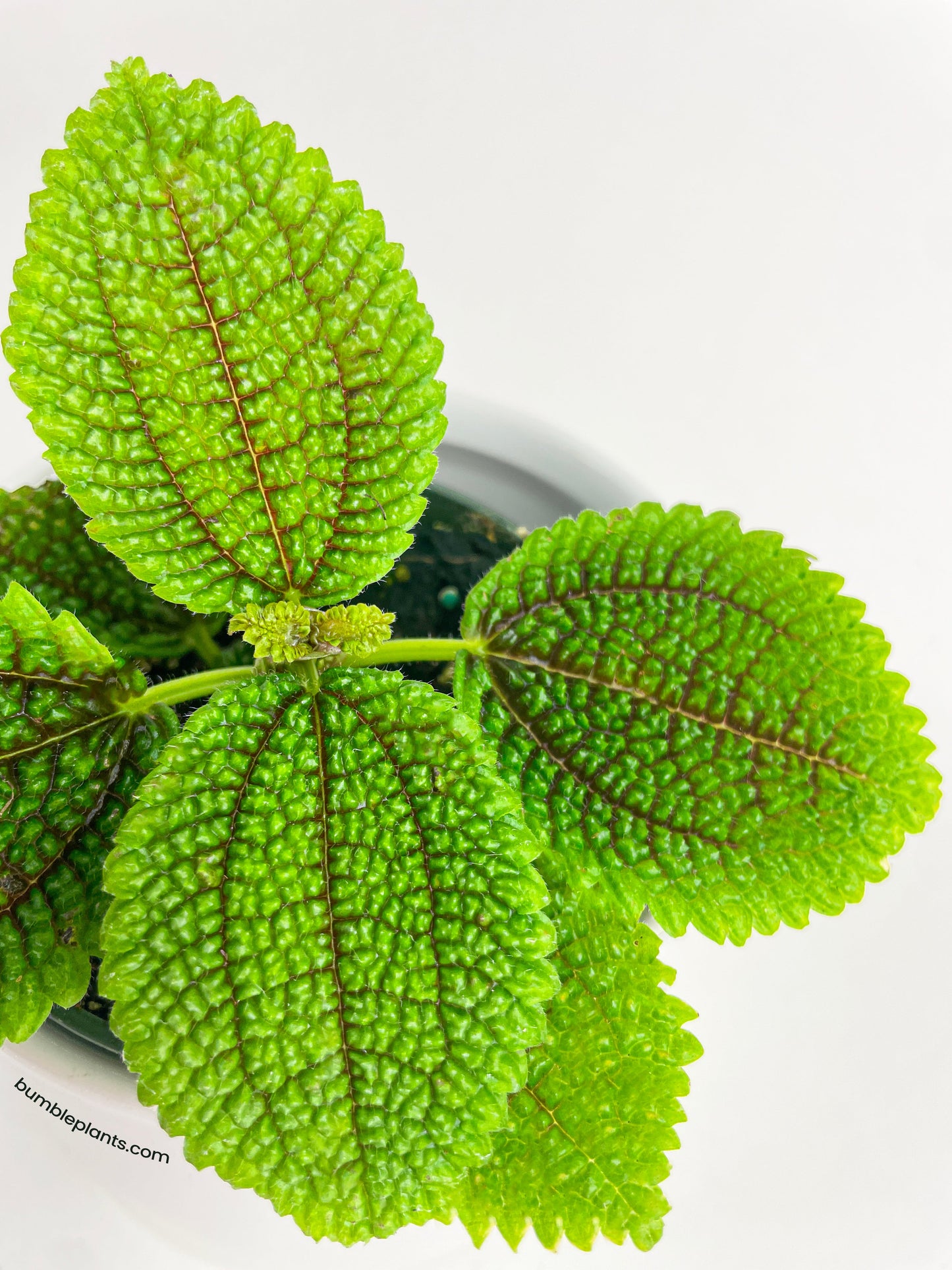 Pilea 'Moon Valley' Involucrata by Bumble Plants