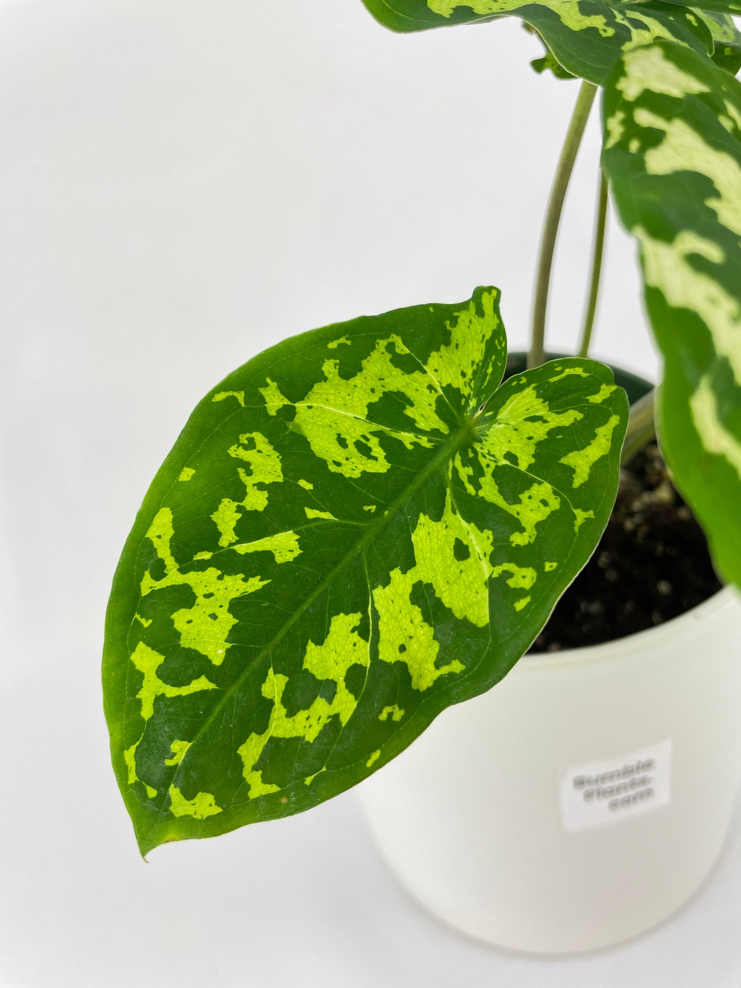 Caladium Hilo Beauty by Bumble Plants