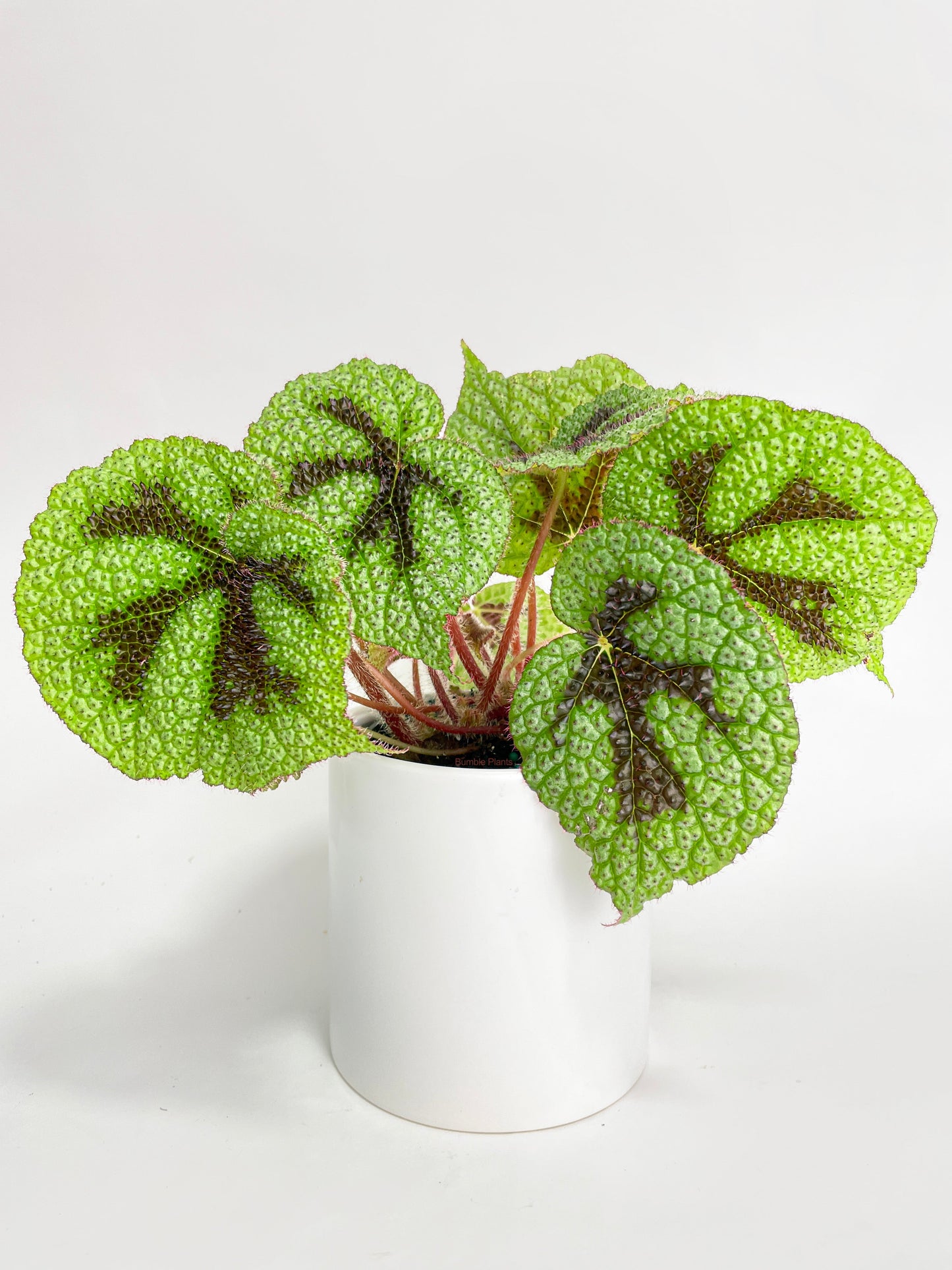 Begonia Masoniana 'Iron Cross' by Bumble Plants