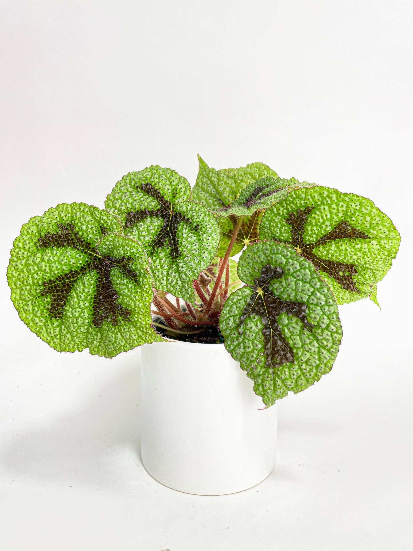 Begonia Masoniana 'Iron Cross' by Bumble Plants