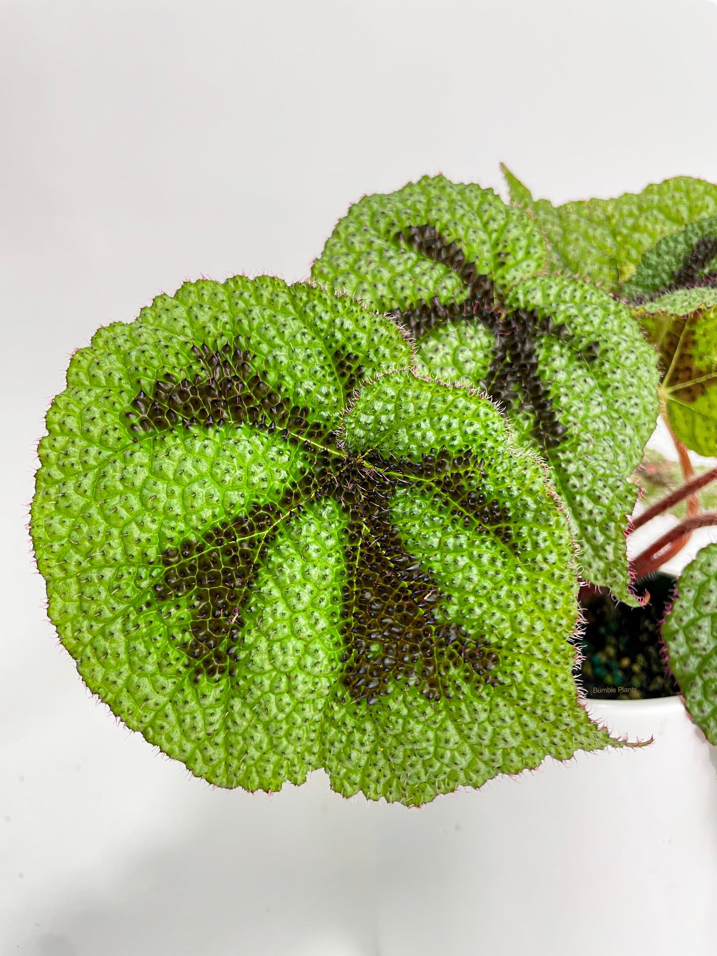 Begonia Masoniana 'Iron Cross' by Bumble Plants