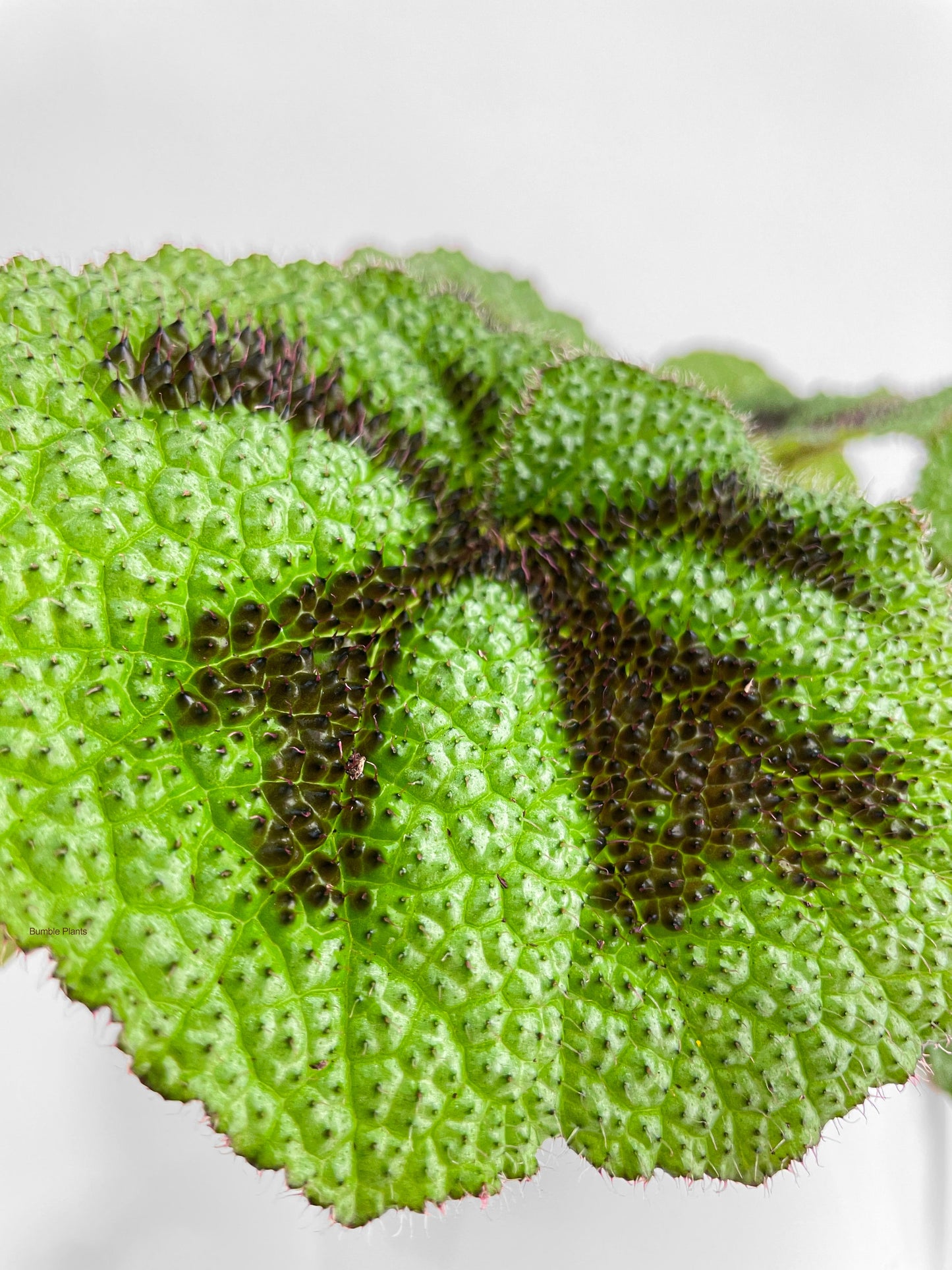 Begonia Masoniana 'Iron Cross' by Bumble Plants