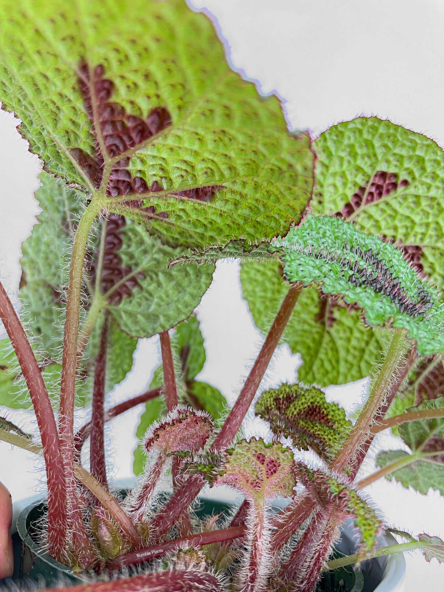 Begonia Masoniana 'Iron Cross' by Bumble Plants