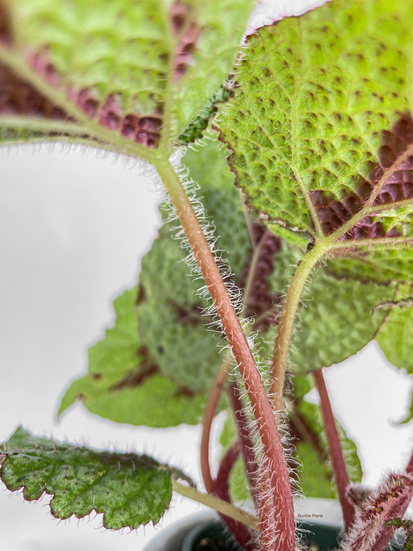 Begonia Masoniana 'Iron Cross' by Bumble Plants