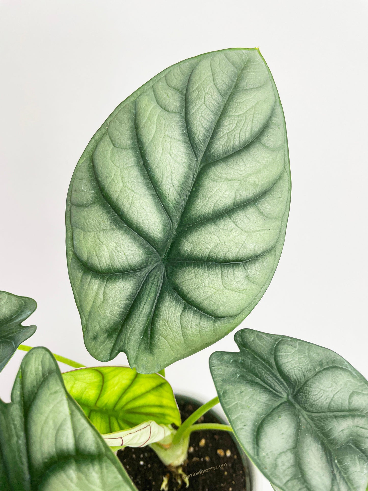 Alocasia Baginda 'Silver Dragon' by Bumble Plants