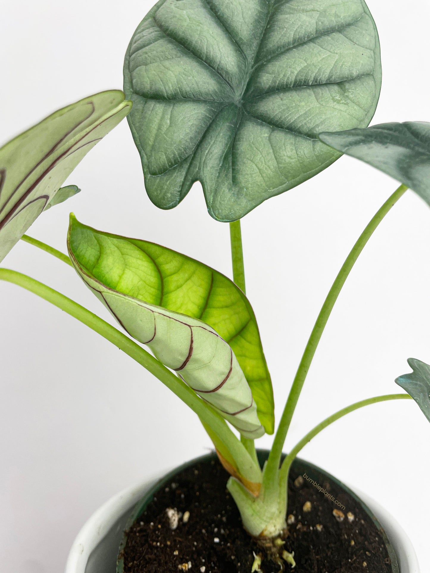 Alocasia Baginda 'Silver Dragon' by Bumble Plants