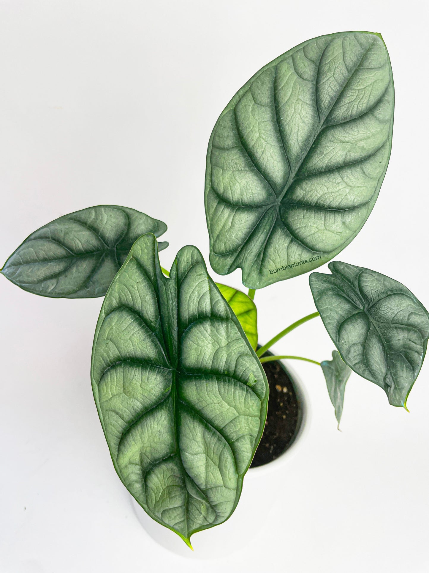 Alocasia Baginda 'Silver Dragon' by Bumble Plants