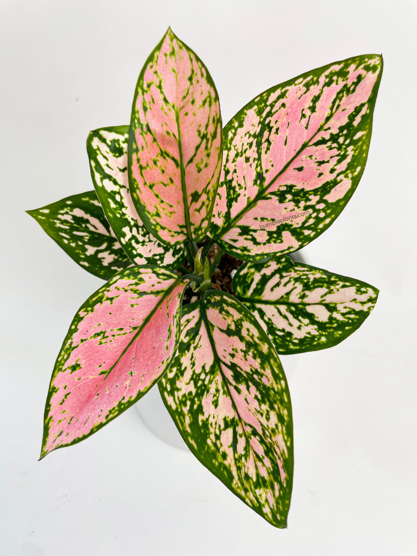 Aglaonema Cherry Anyanmanee 'Lady Valentine' by Bumble Plants