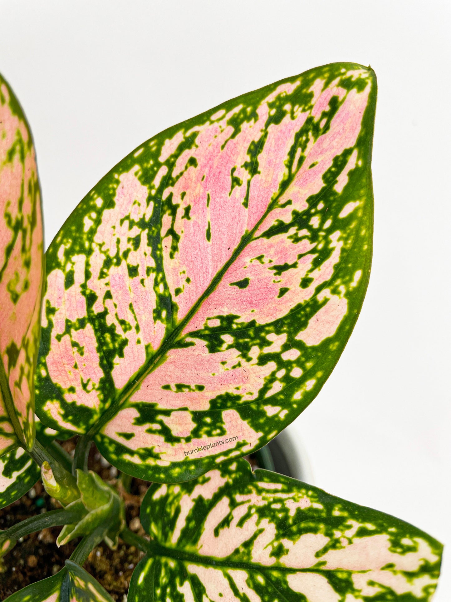 Aglaonema Cherry Anyanmanee 'Lady Valentine' by Bumble Plants