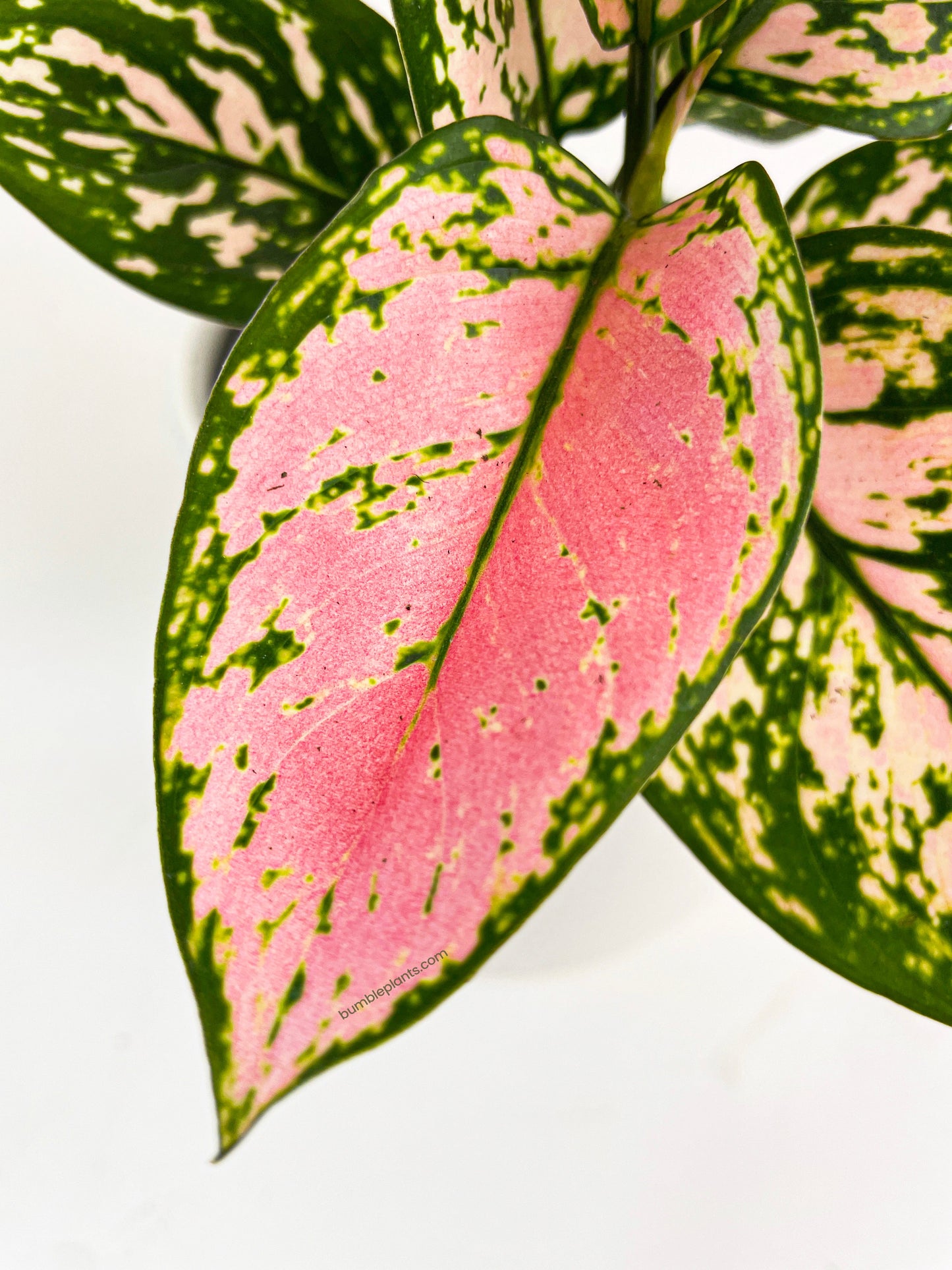 Aglaonema Cherry Anyanmanee 'Lady Valentine' by Bumble Plants