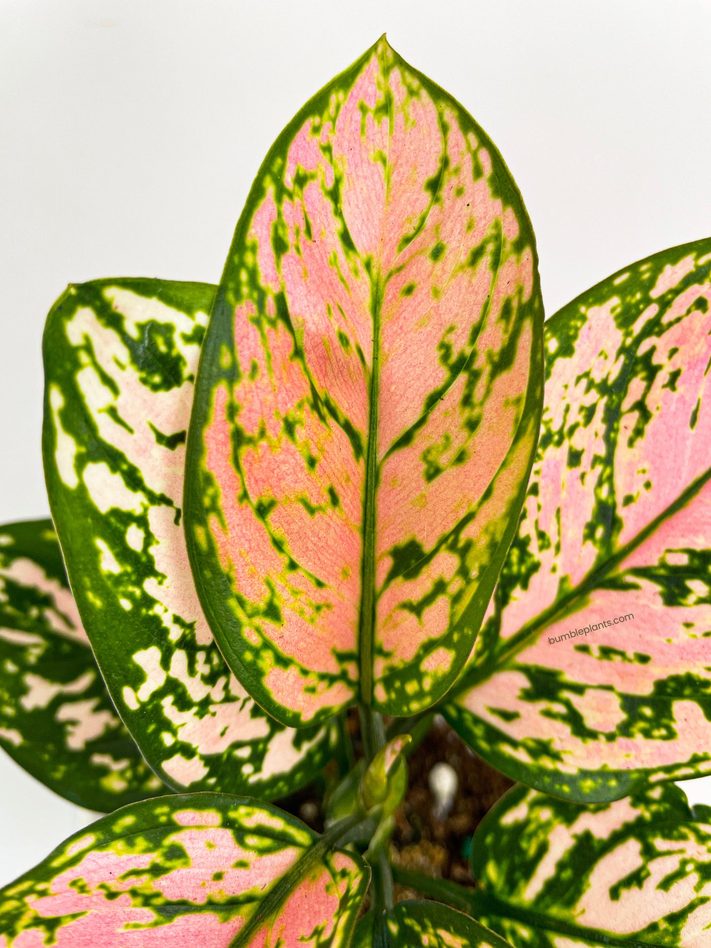 Aglaonema Cherry Anyanmanee 'Lady Valentine' by Bumble Plants