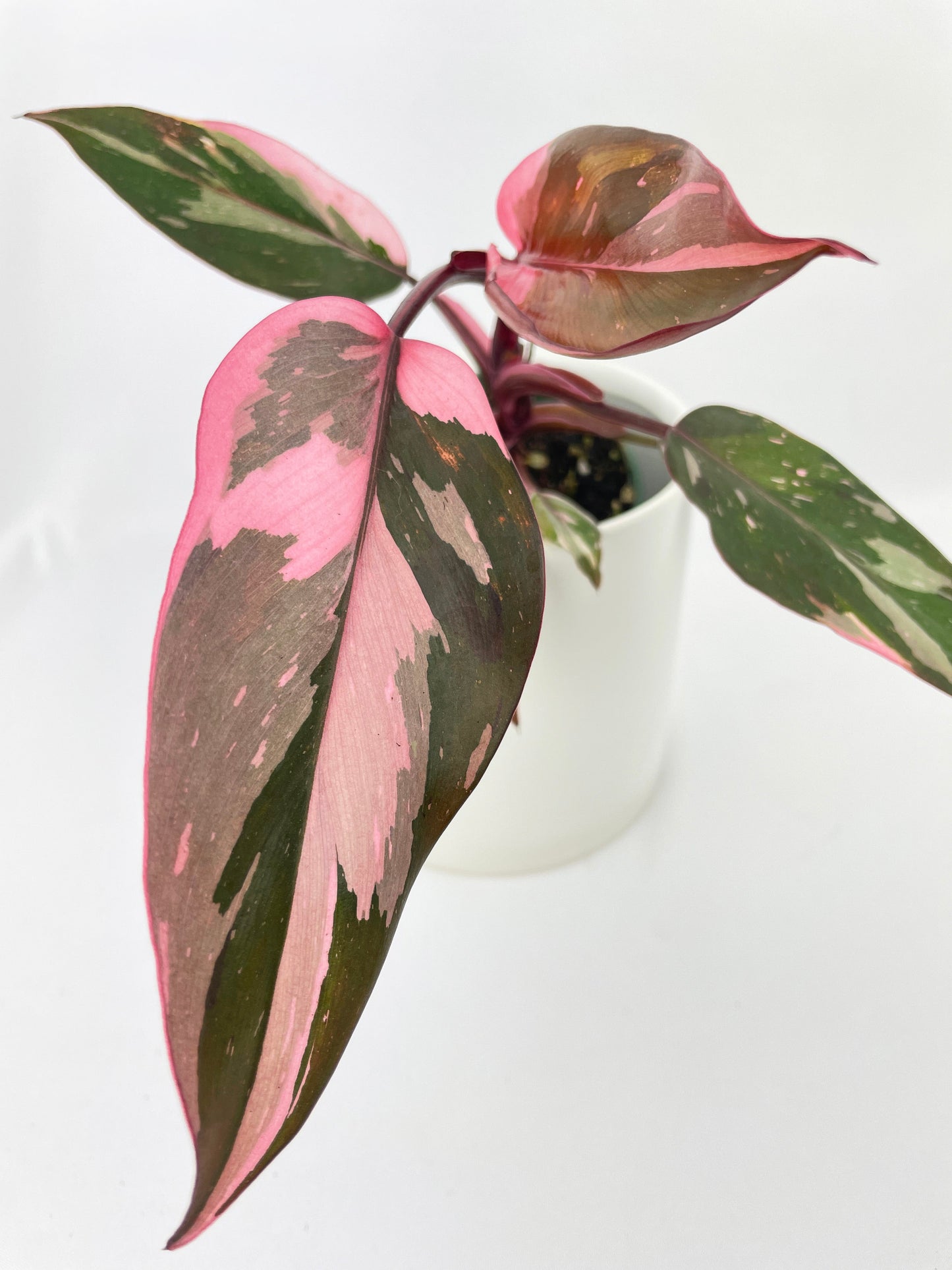 Philodendron Pink Princess by Bumble Plants