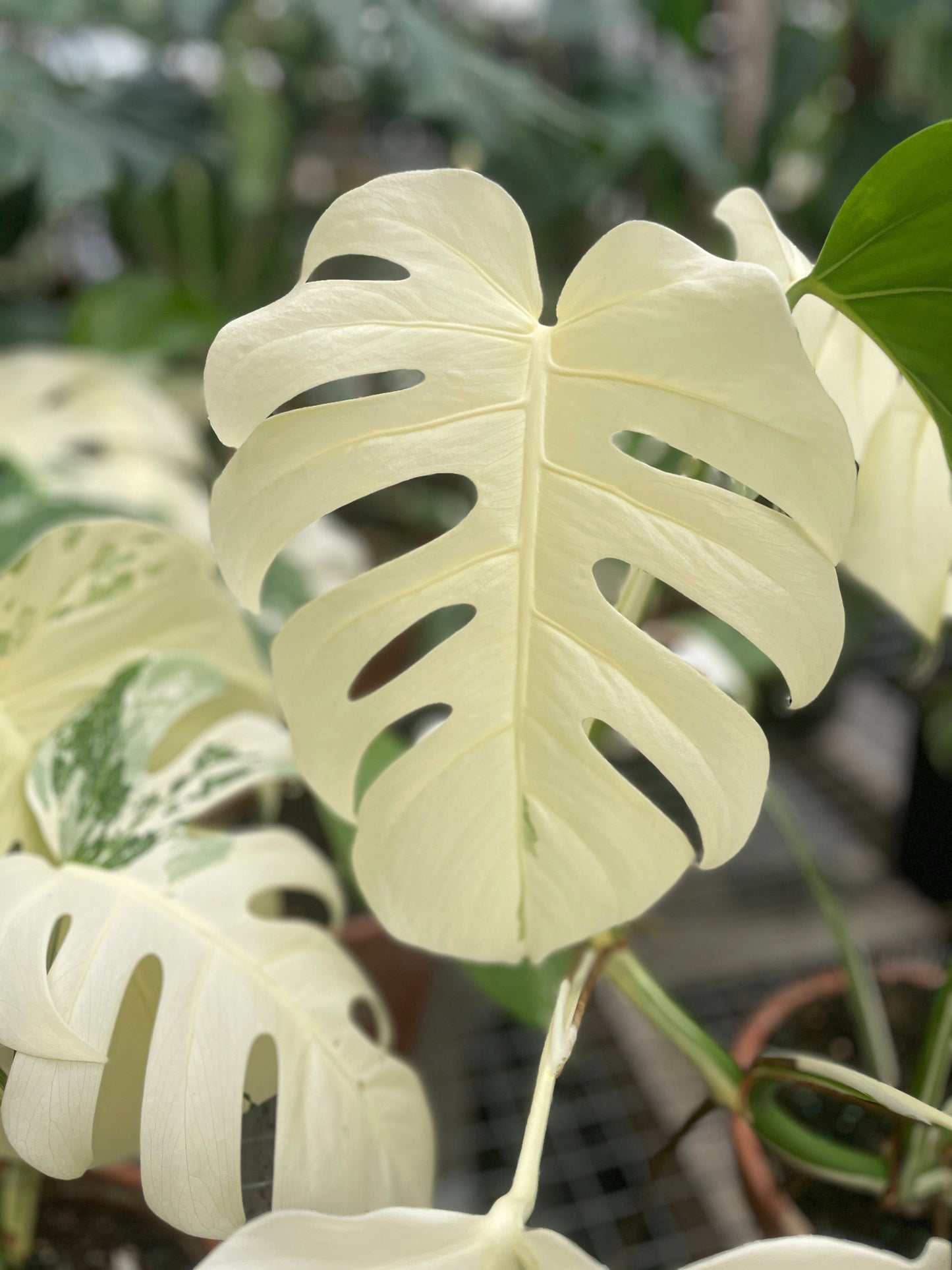 Monstera Borsigiana Variegata Albo (Mature Mother Plant) by Bumble Plants