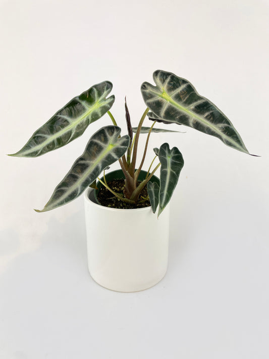 Alocasia Bambino Arrow Plant by Bumble Plants